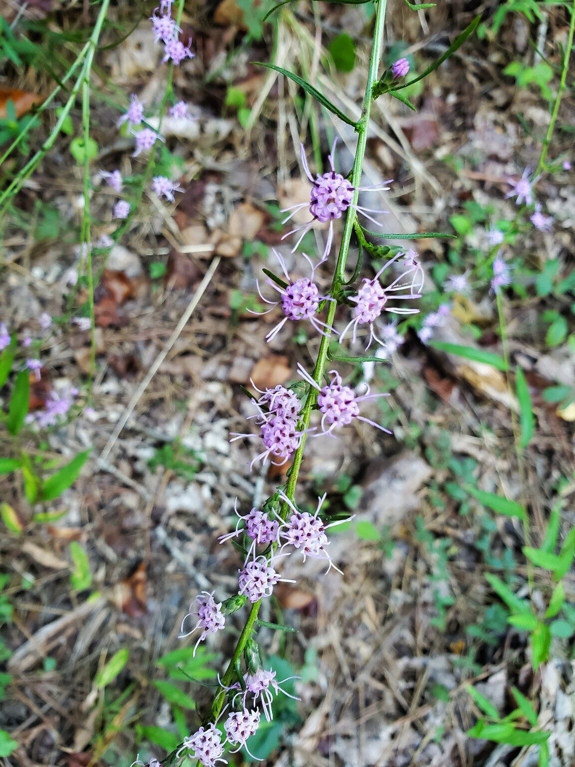 An interesting flower at the start of the hike.  Blazing star,  perhaps Shaggy blazing star (Liatris pilosa)???
