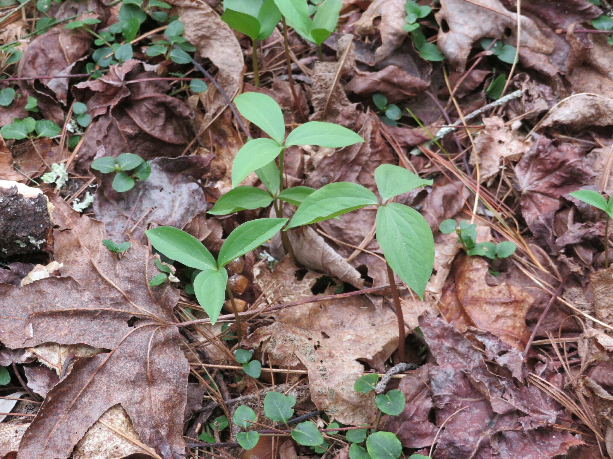 Could this be Persistent Trillium?  Unlikely.