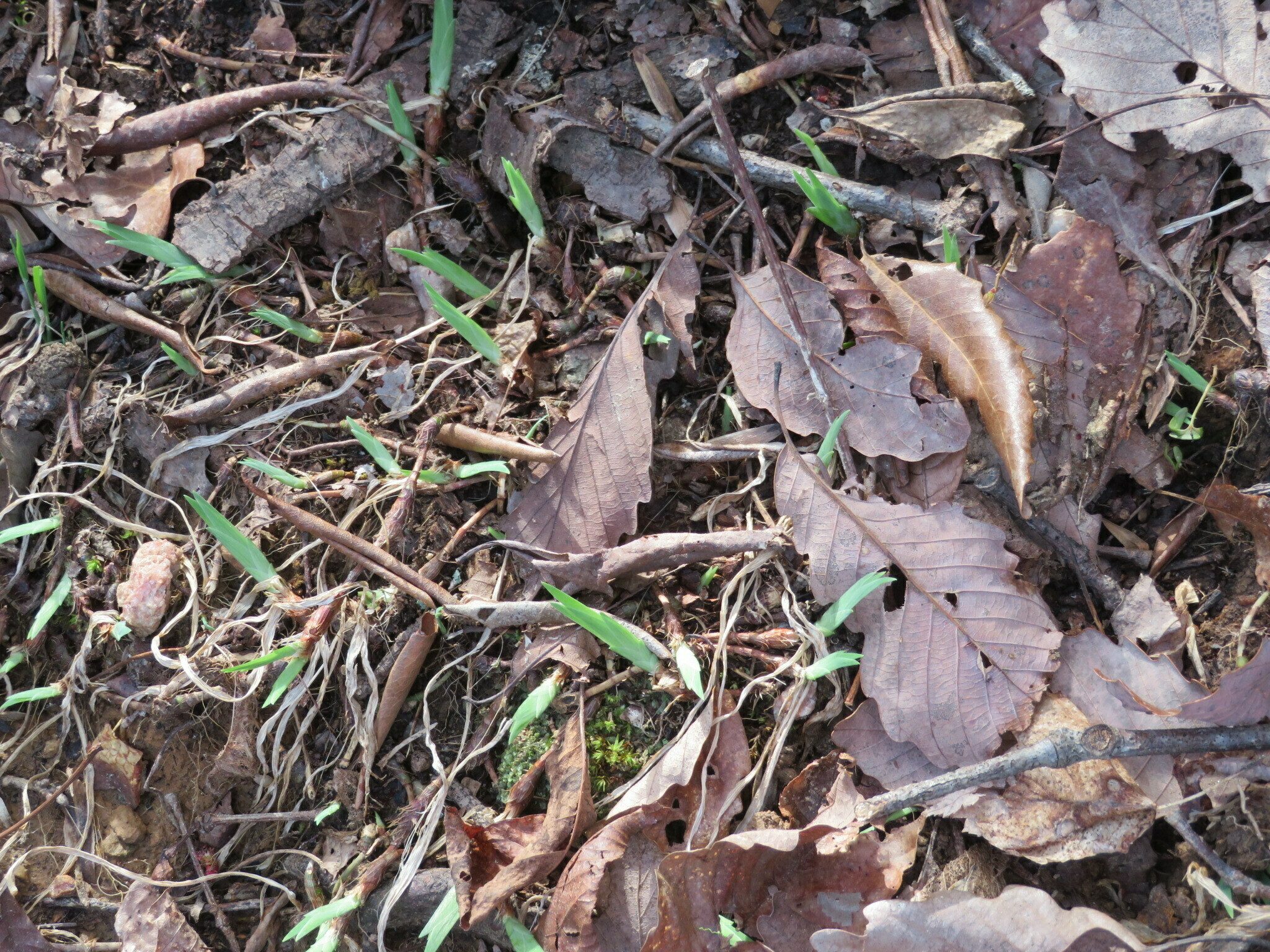The dwarf iris are beginning to push up through the leaf litter.