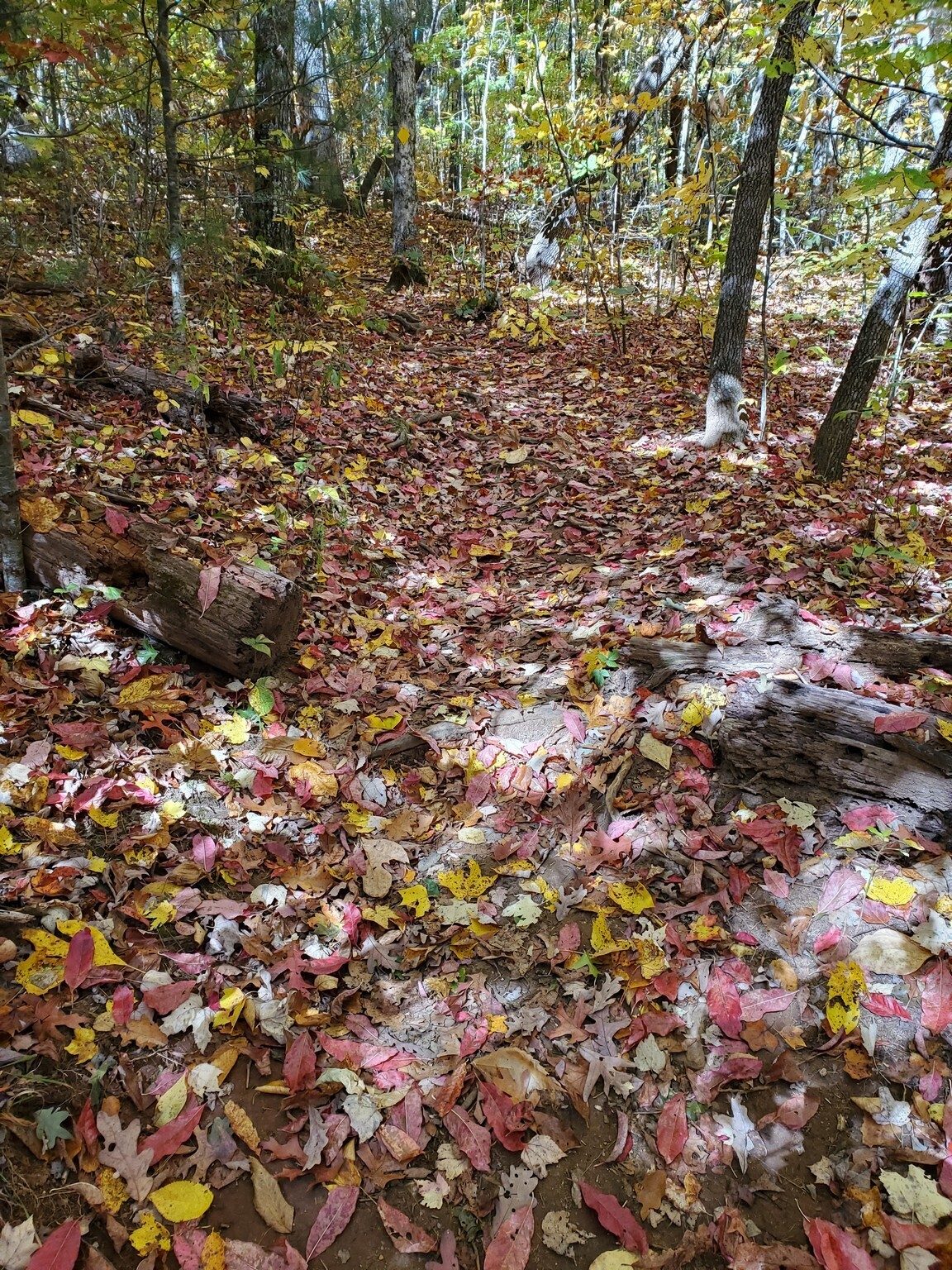 You know, we did see towards the end of the hike one short section of the trail with a red carpet of Sourwood and Maple leaves.