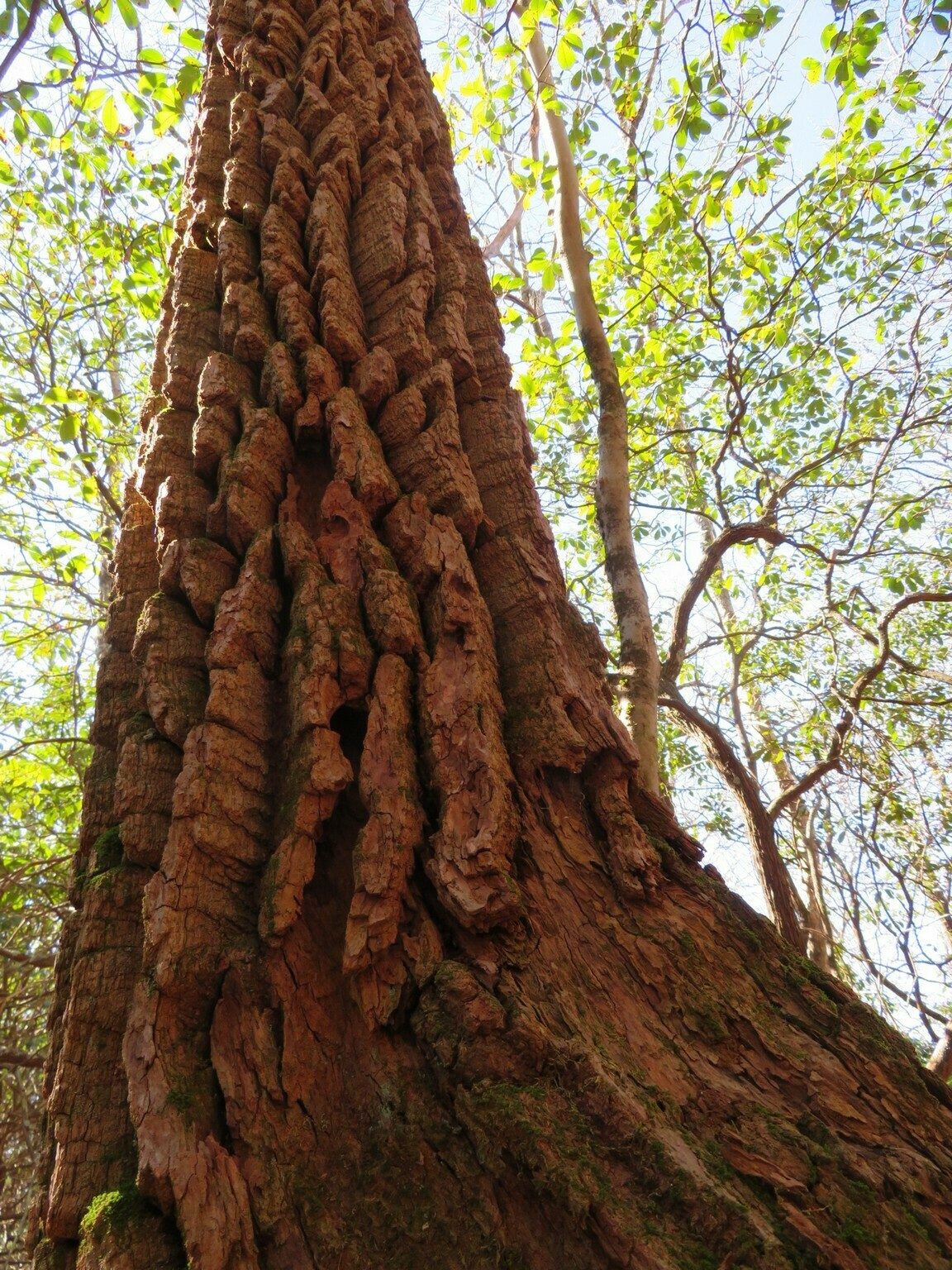 This tree has character with such deep and course bark.  Anyone know what it is?