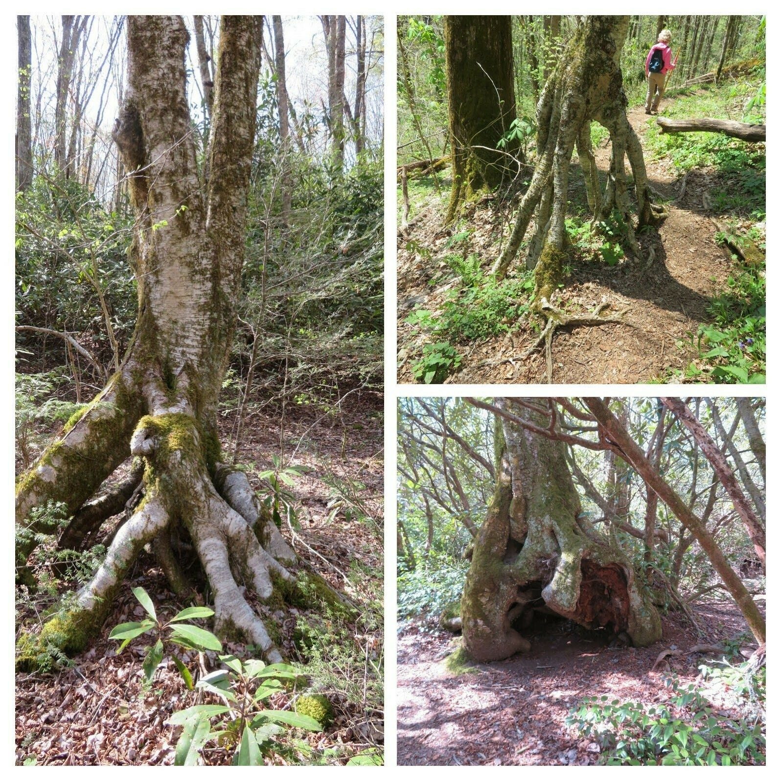 Like many of our hikes, there always seems to be a number of interesting trees with very unusual trunks.