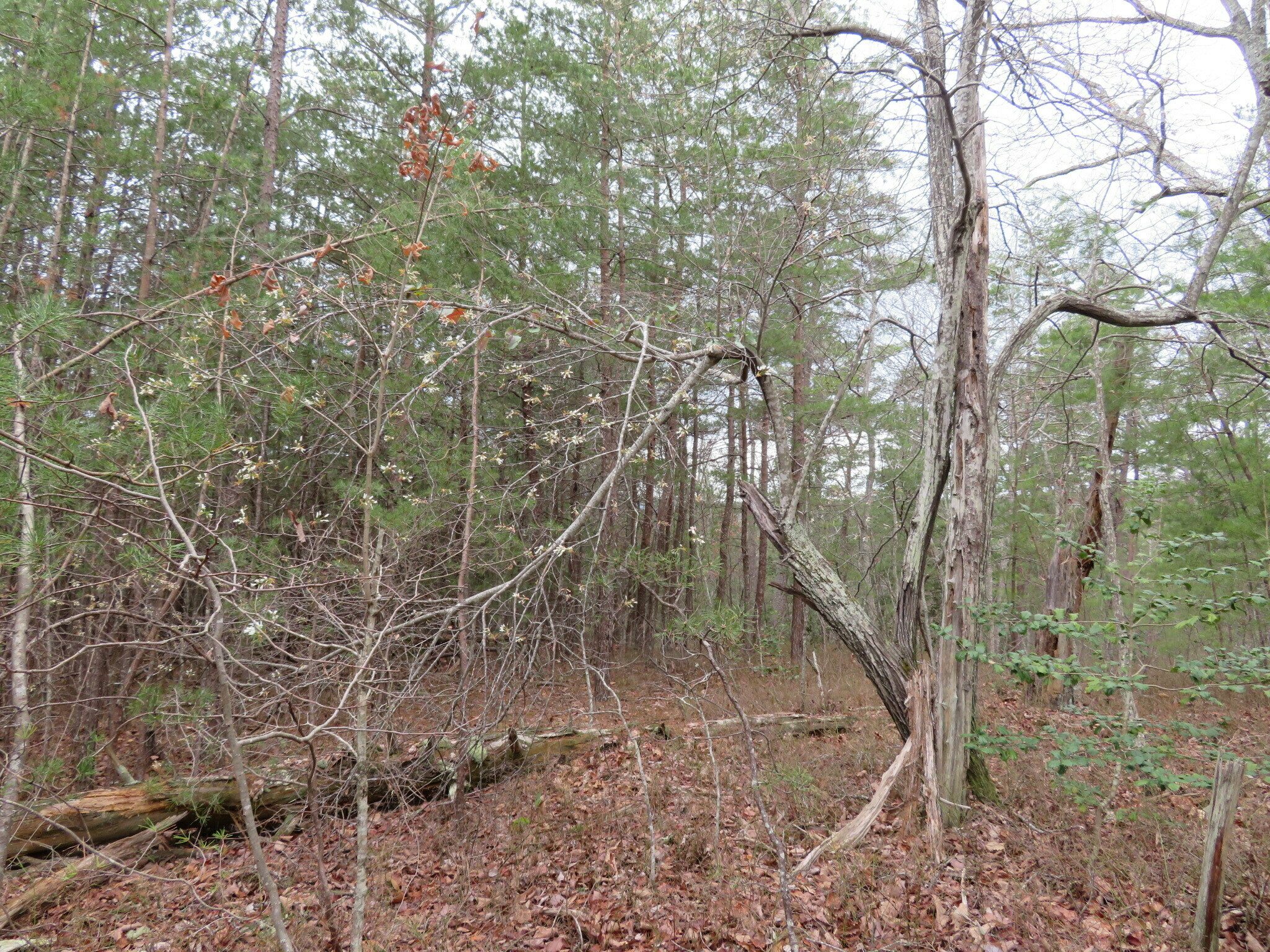And this is the ragged Serviceberry Tree that produced those beautiful late winter flowers. . .  determined to live.