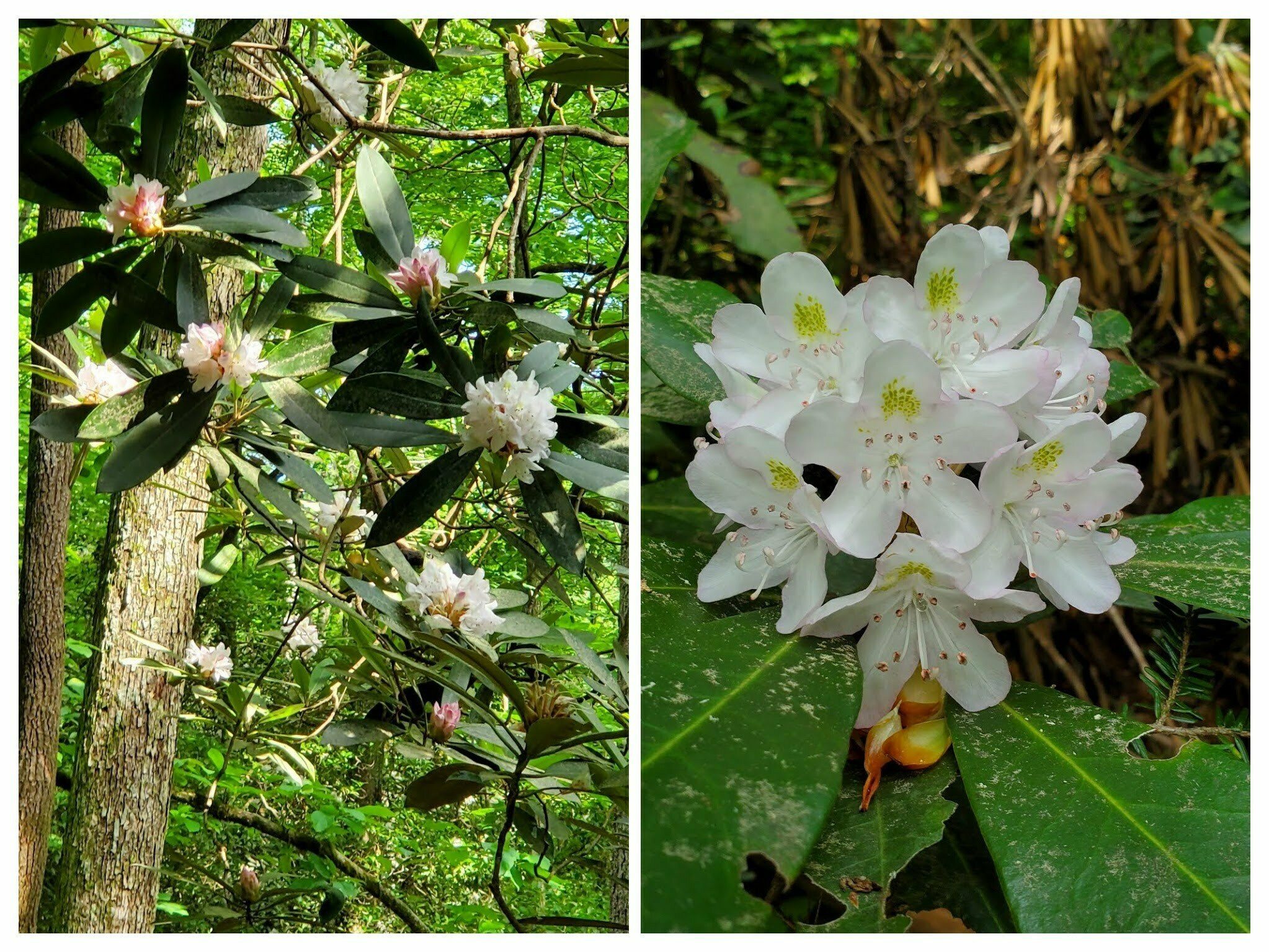 But these Rhododendron seemed to be everywhere, unlike the trail to Scaly Mountain last week.