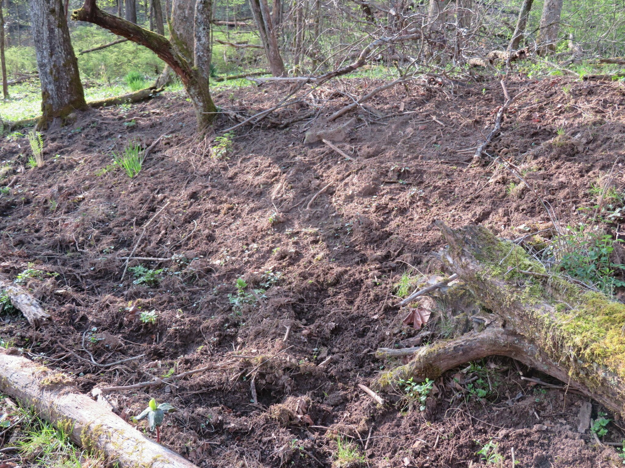 Lots of rutting by wild hogs in the meadow just after the trailhead.