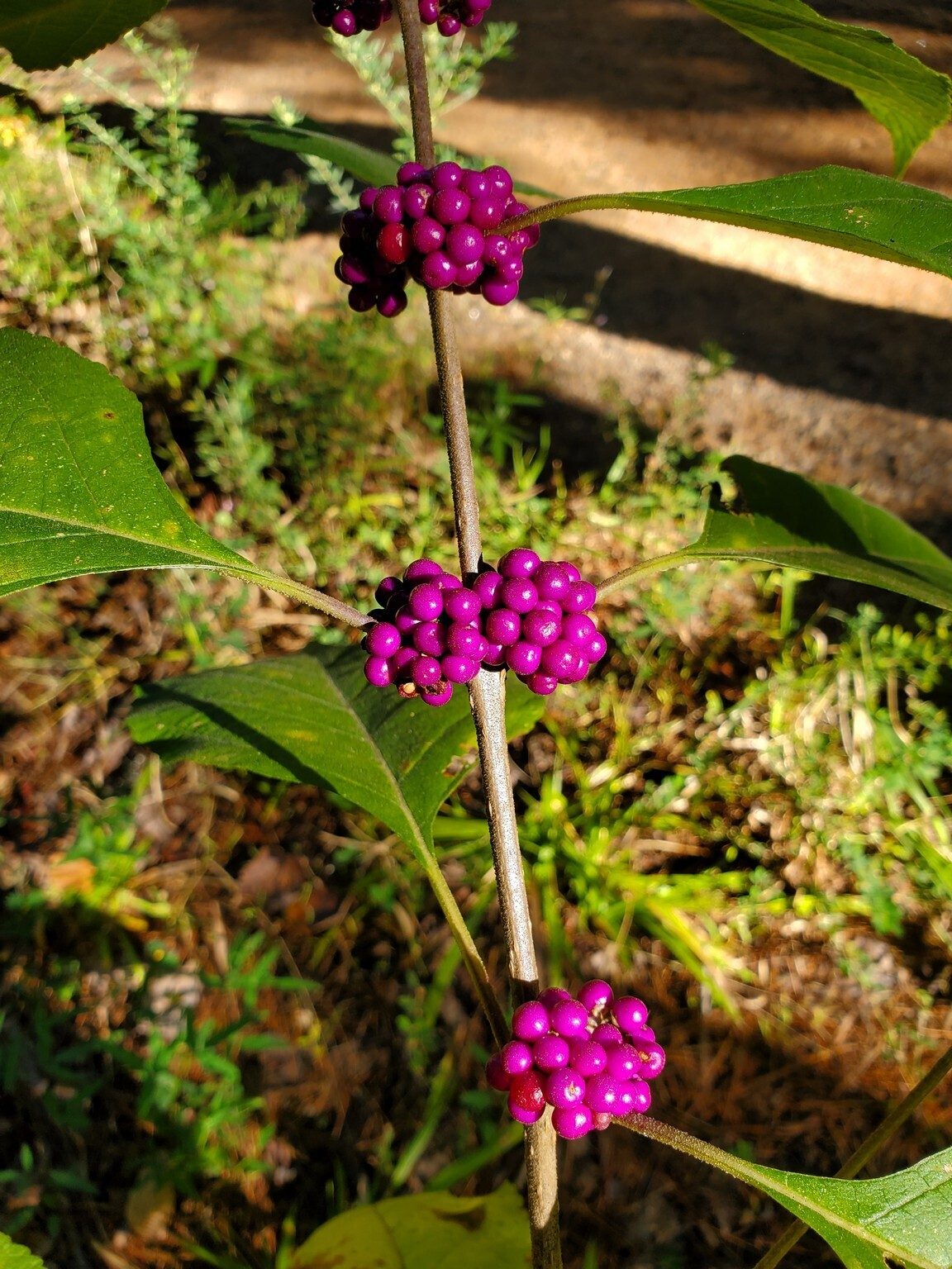 We spotted quite a bit of Beautyberry along the trail.