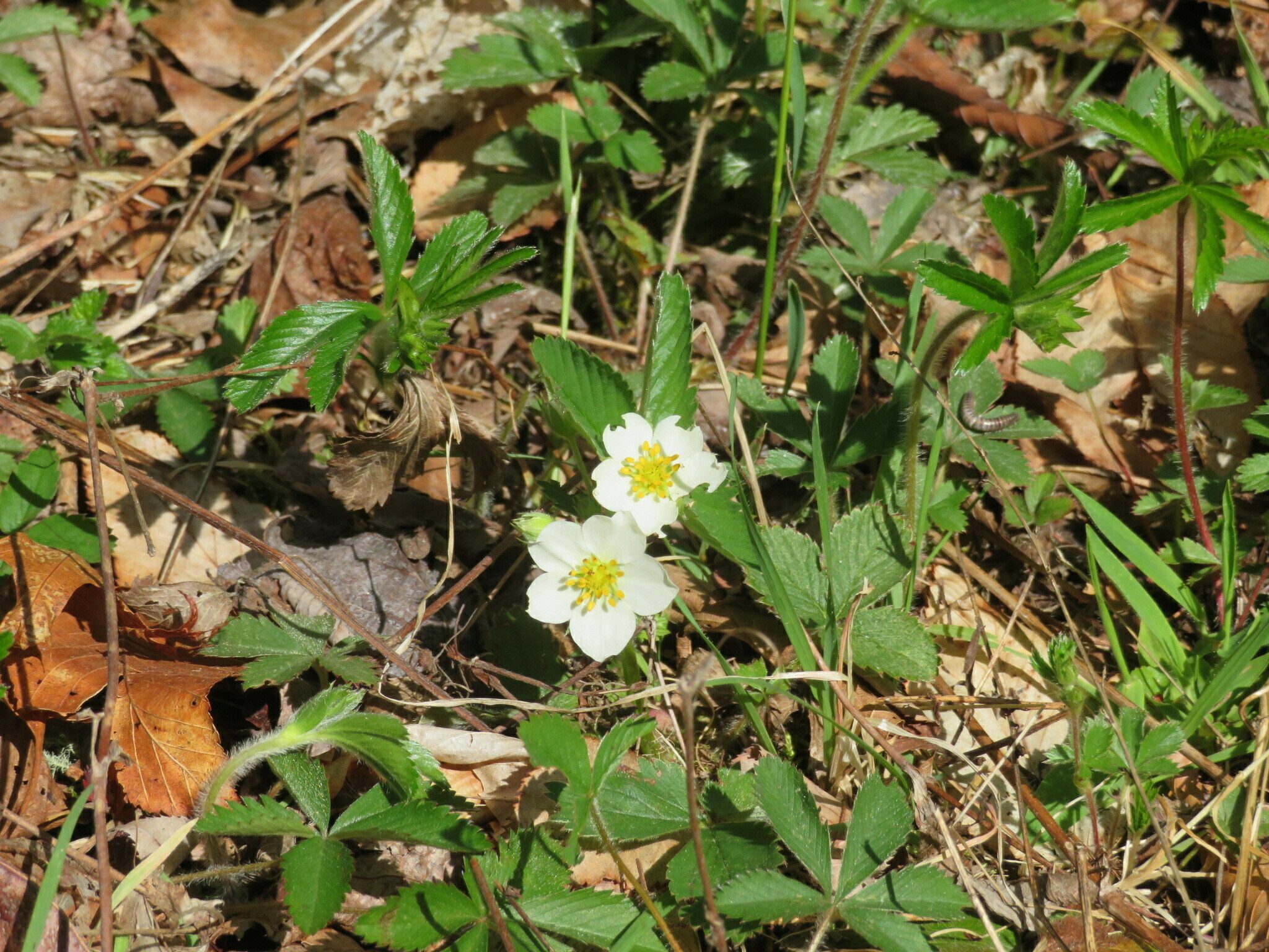 The Wild strawberries (Fragaria virginiana) were quite large in this area.