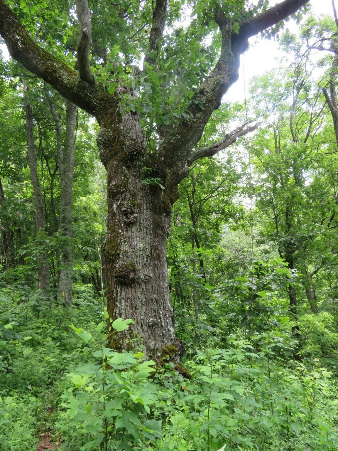 This large oak was ~5' in diameter!