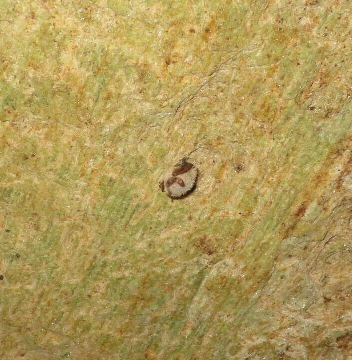 A single bat in the ceiling of the first cave chamber.  We did not try to go back beyond this point.