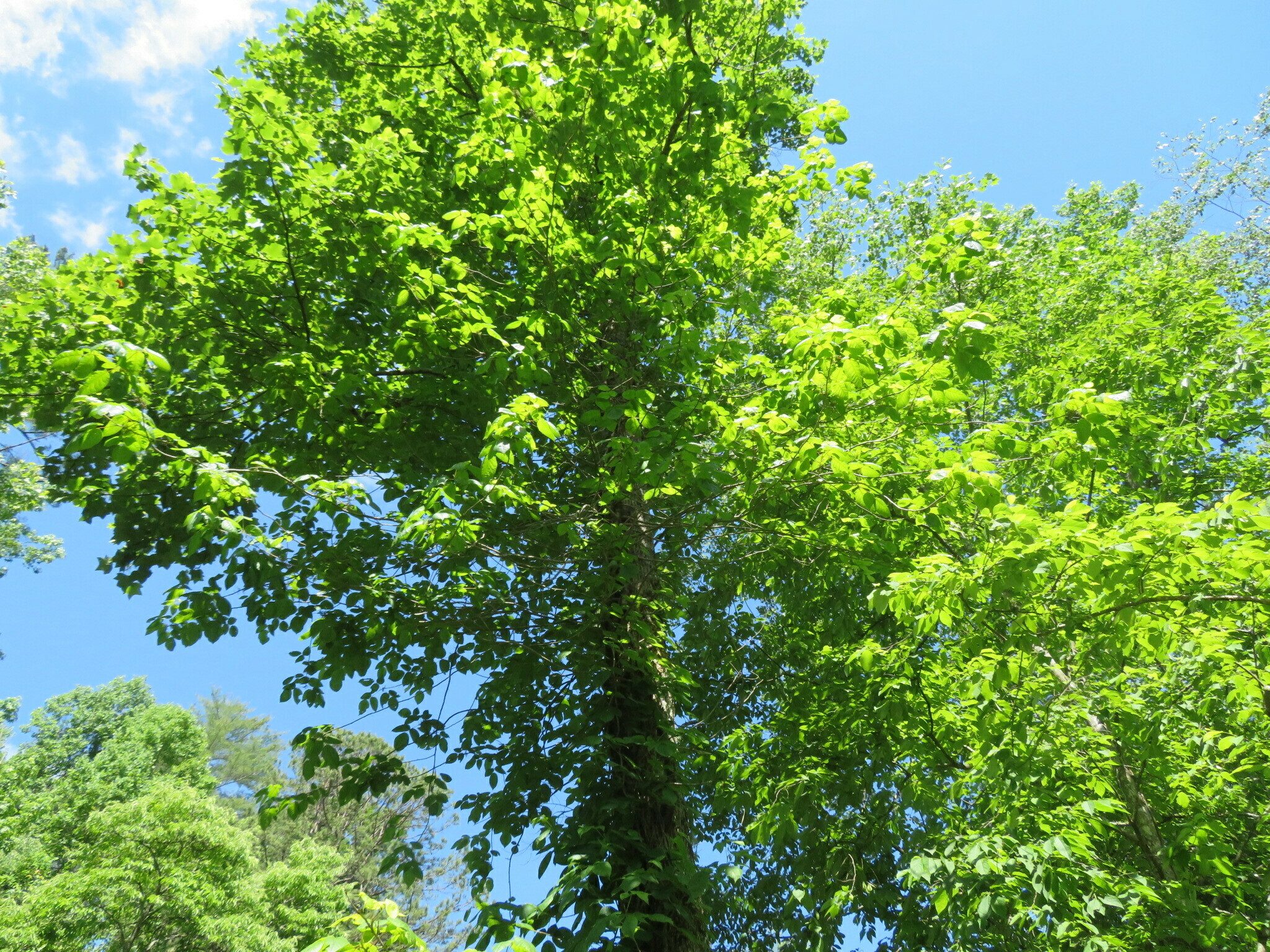 Lot of Poison ivy today, but can you believe this tree canopy is mostly Poison Ivy?