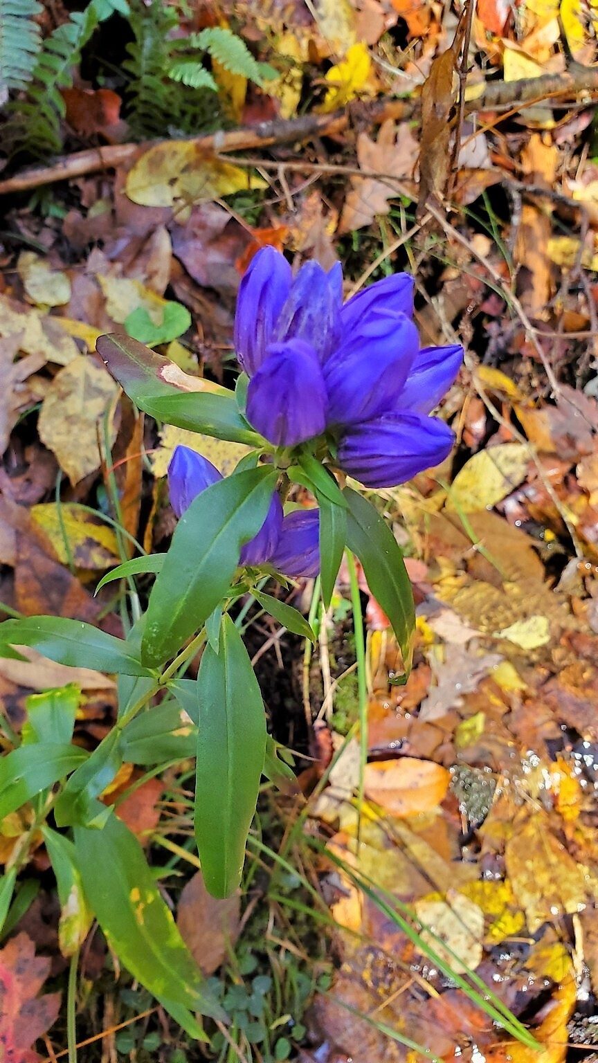 A beautiful example of Narrowleaf Gentian seen on the bank of Camp Branch on our return back to the trailhead.