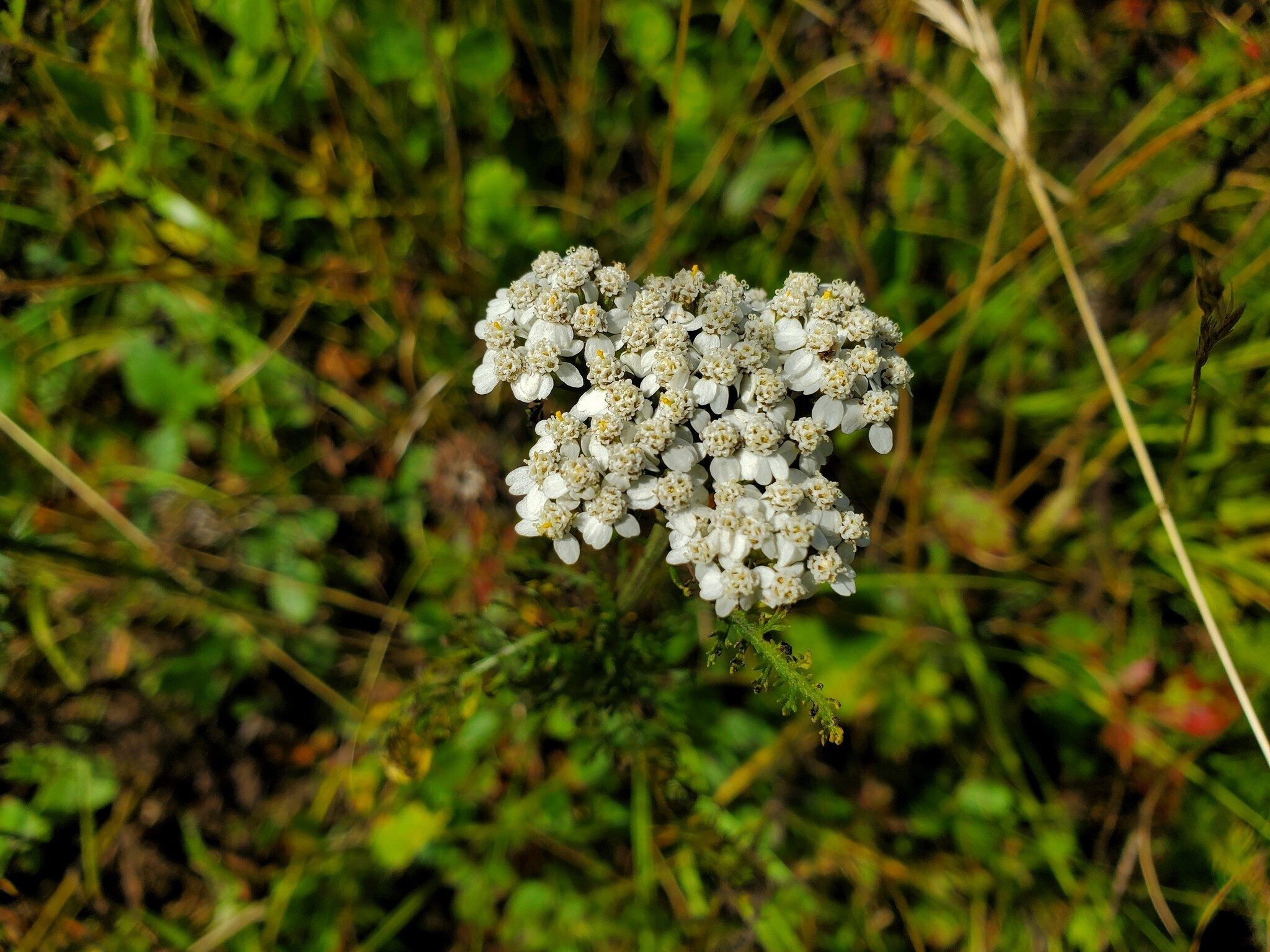 Common yarrow.