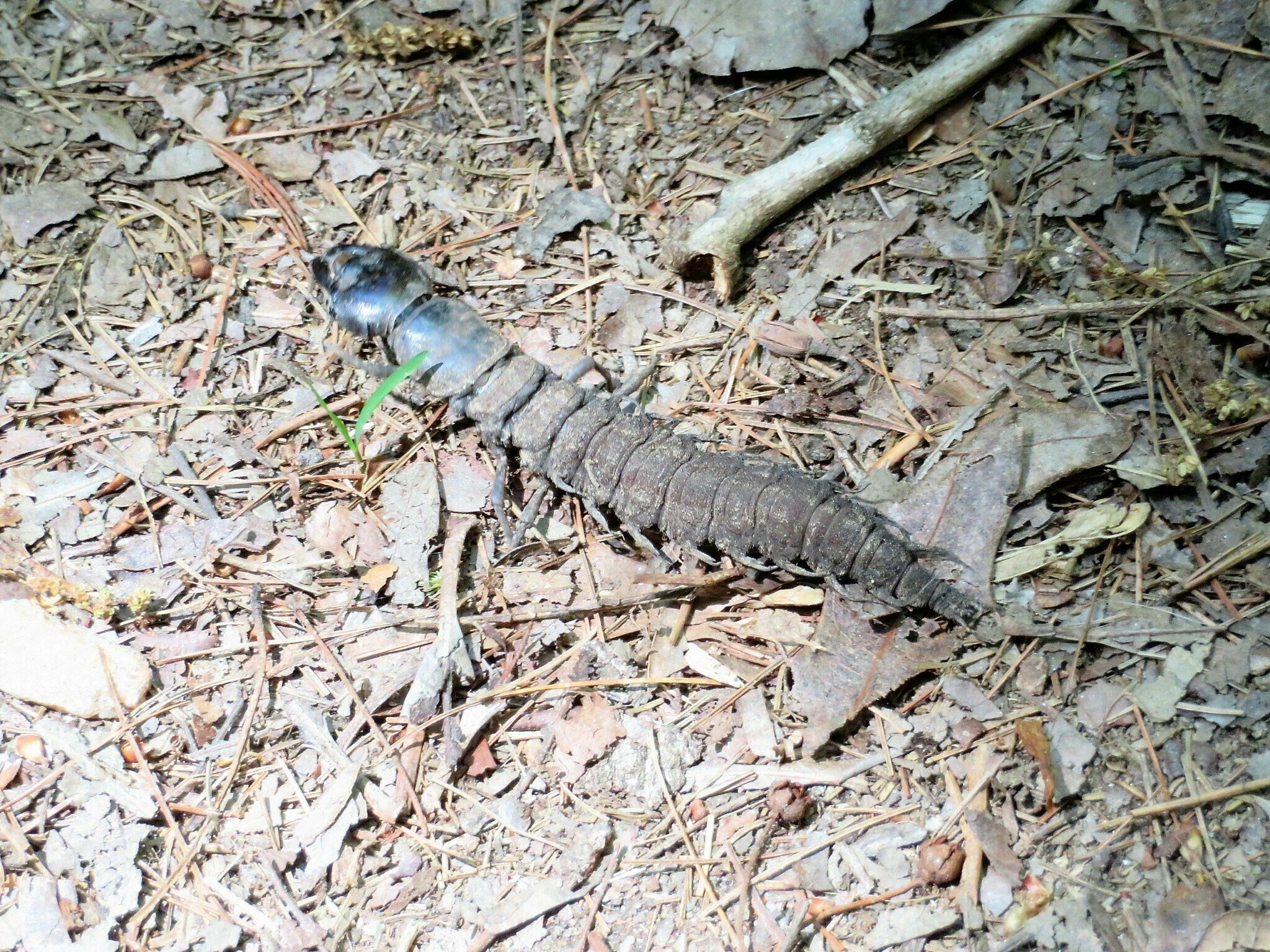 Tim Hale identified this 3-4 inch critter as a Hellgrammite, the aquatic larvae of the eastern dobsonfly