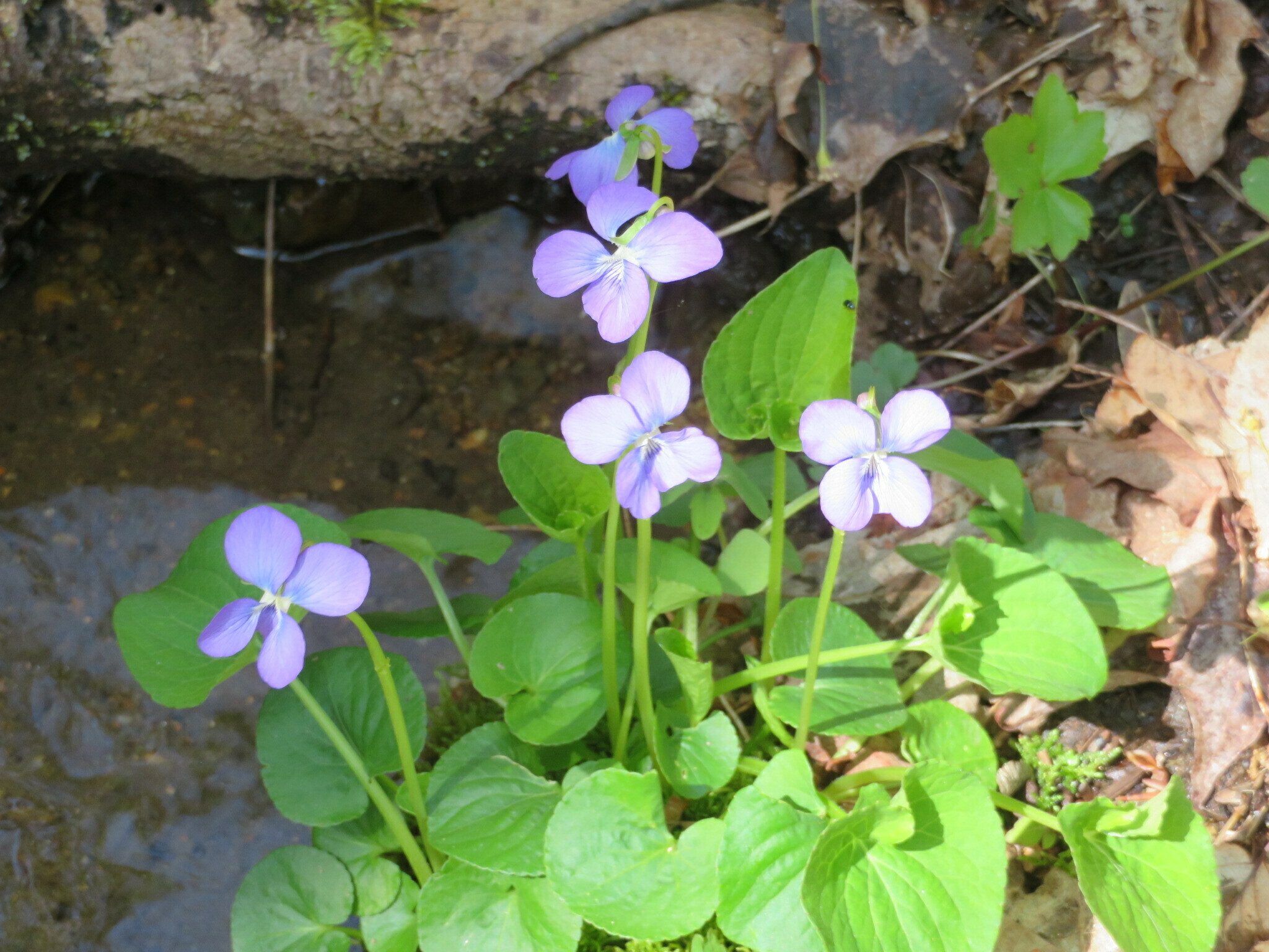 Even the common violets were large and eye catching.