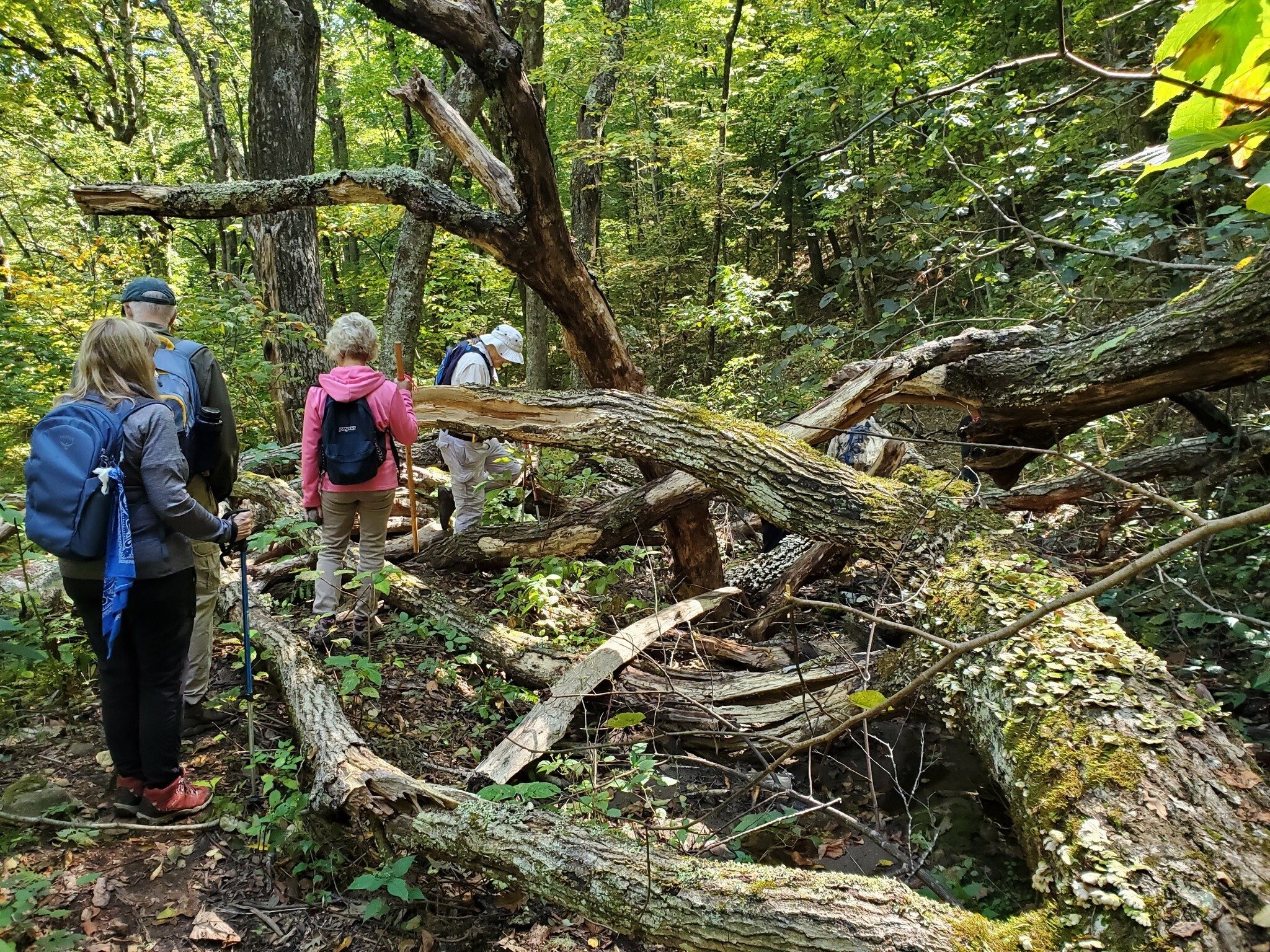 We did encounter this massive deadfall right down the middle of the trail on our way back.