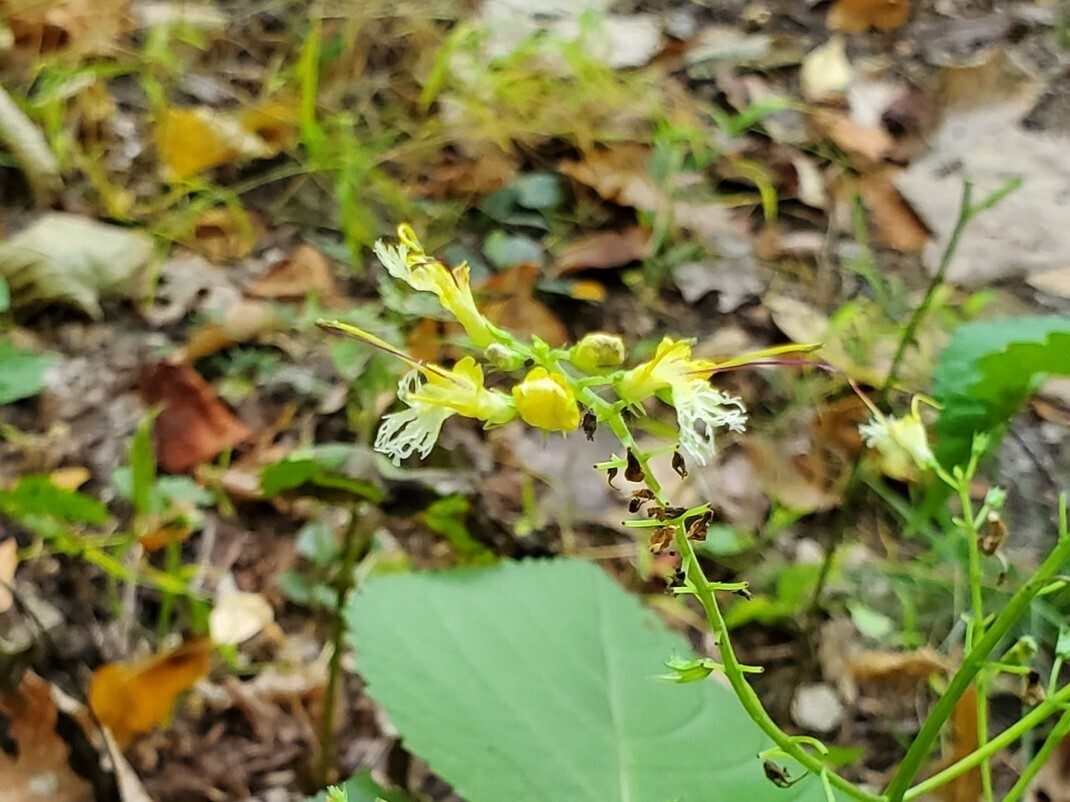Richweed perhaps ???