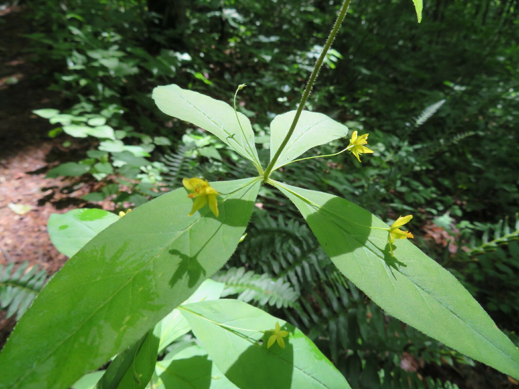 I think this is one of Ray's favorites: Whorled Loosestrife(Lysimachia quadrifolia)