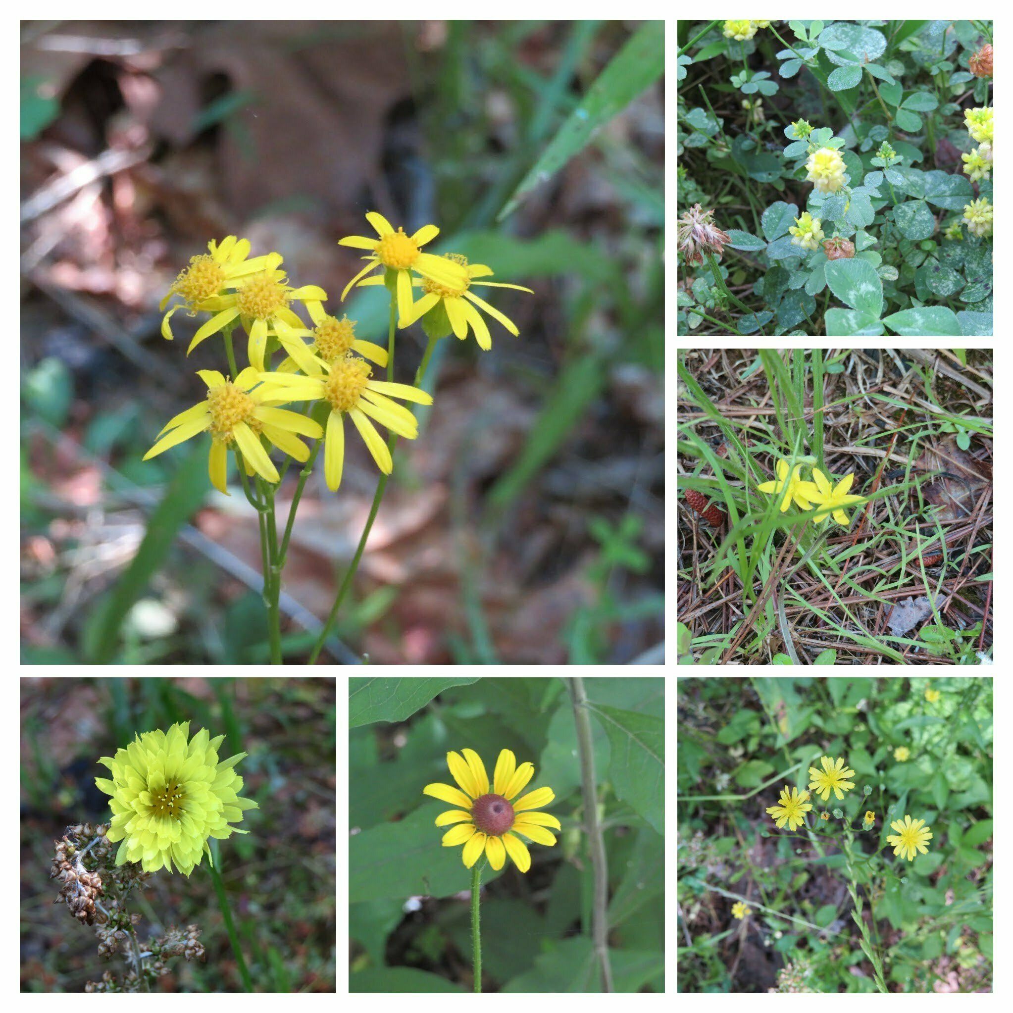 Yellow wildflowers and . . .