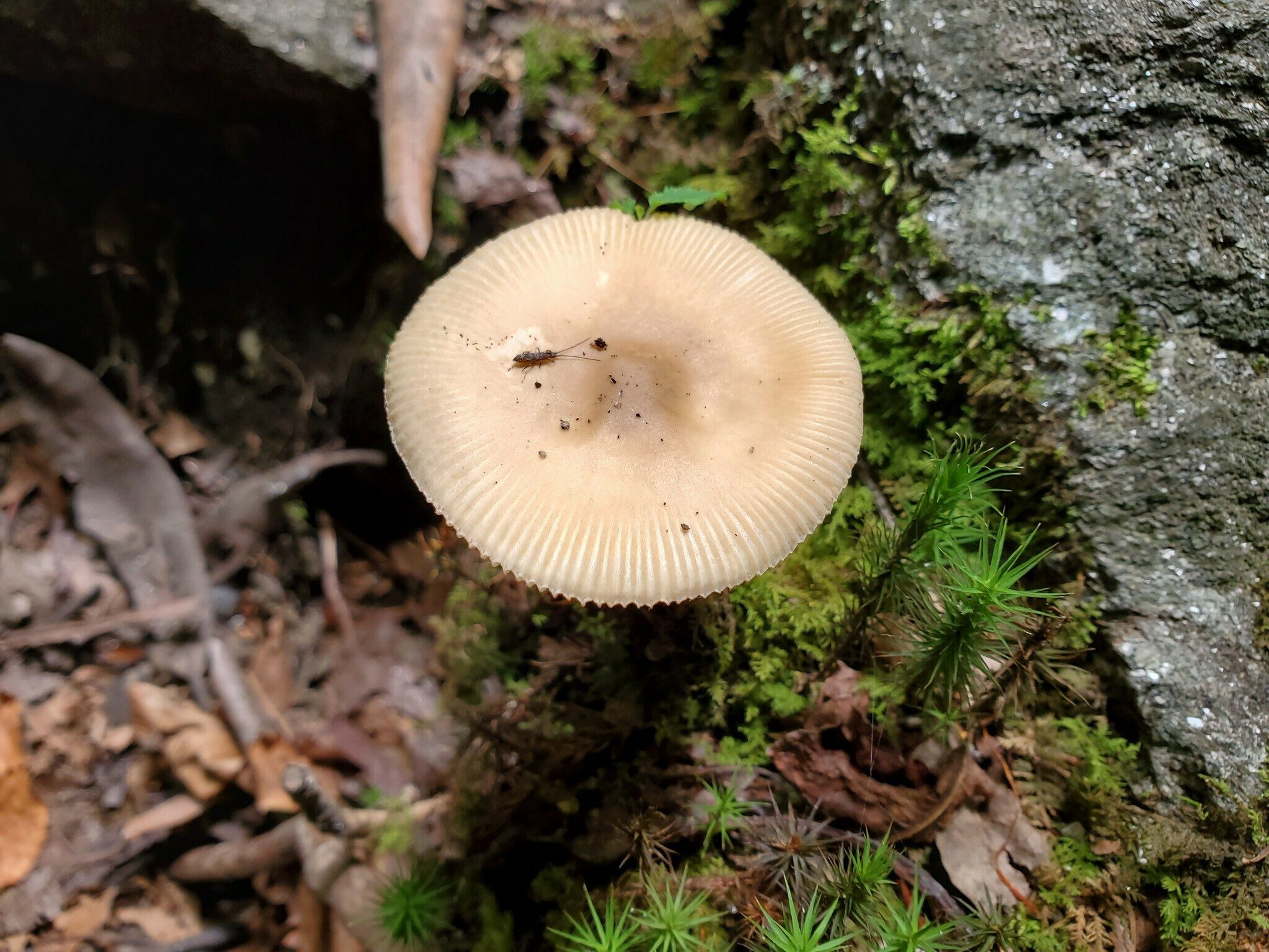Fungus of the day goes to this one . . . the only one along the trail.