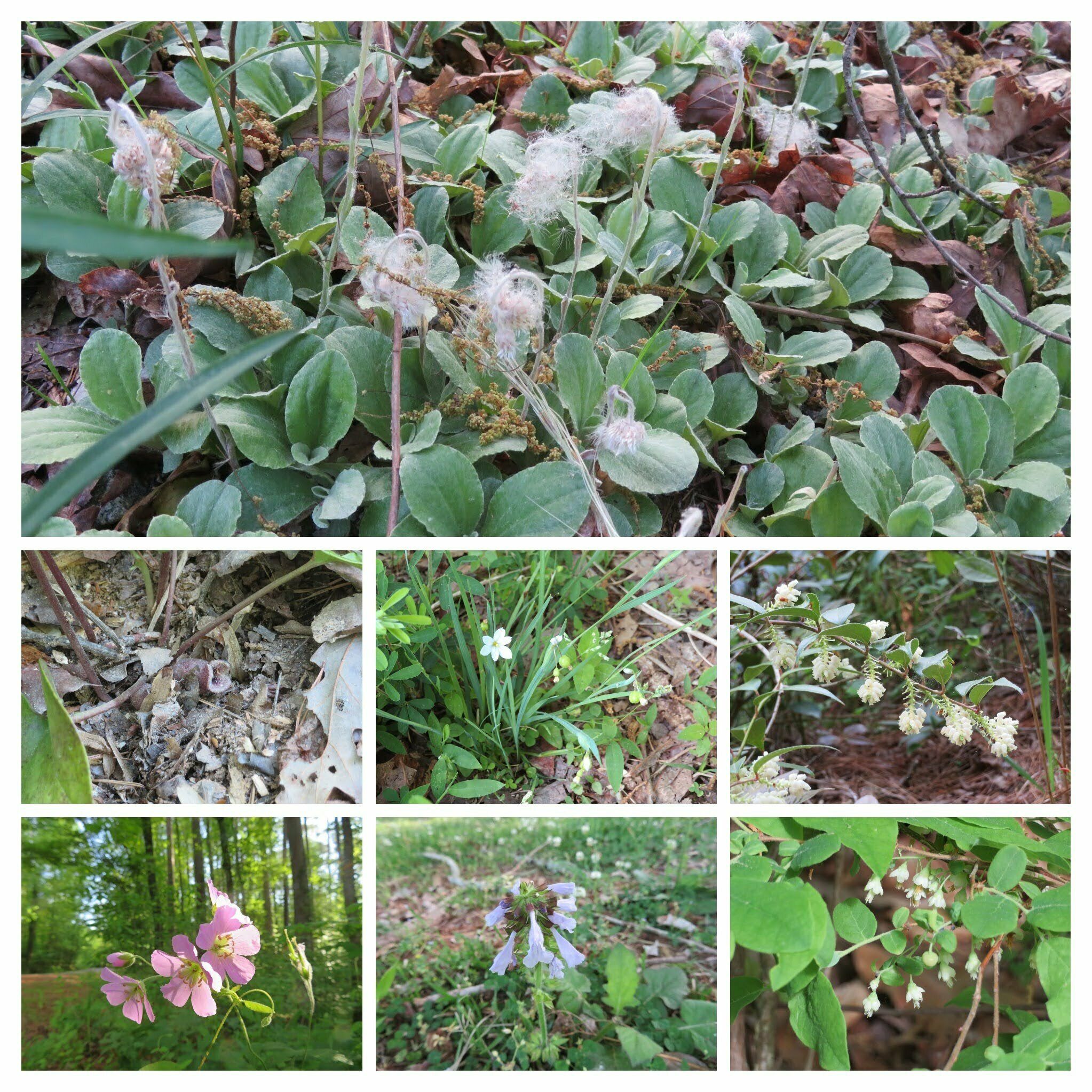 More wildflowers seen!