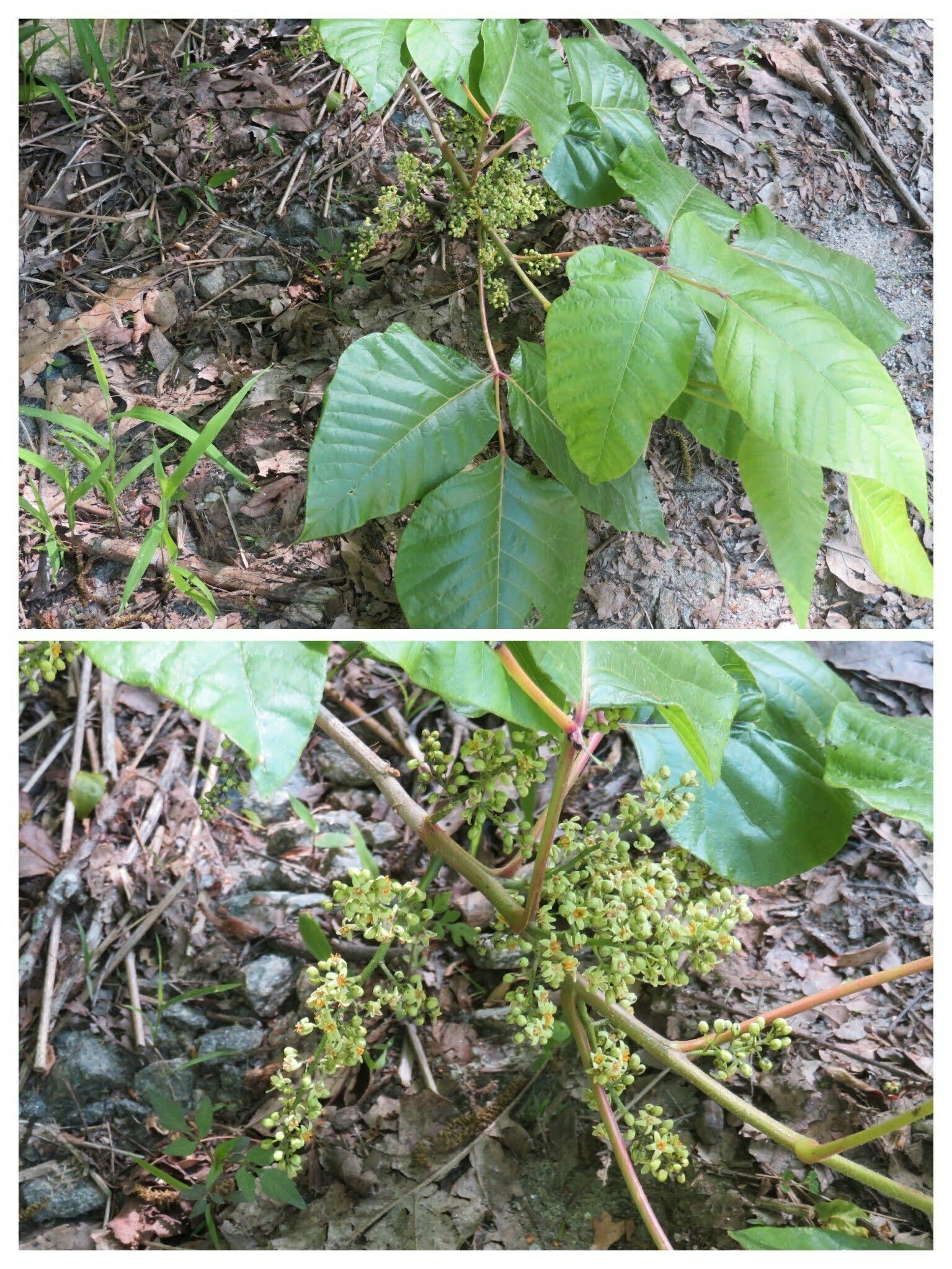 Even Poison ivy was blooming . . . watch out!