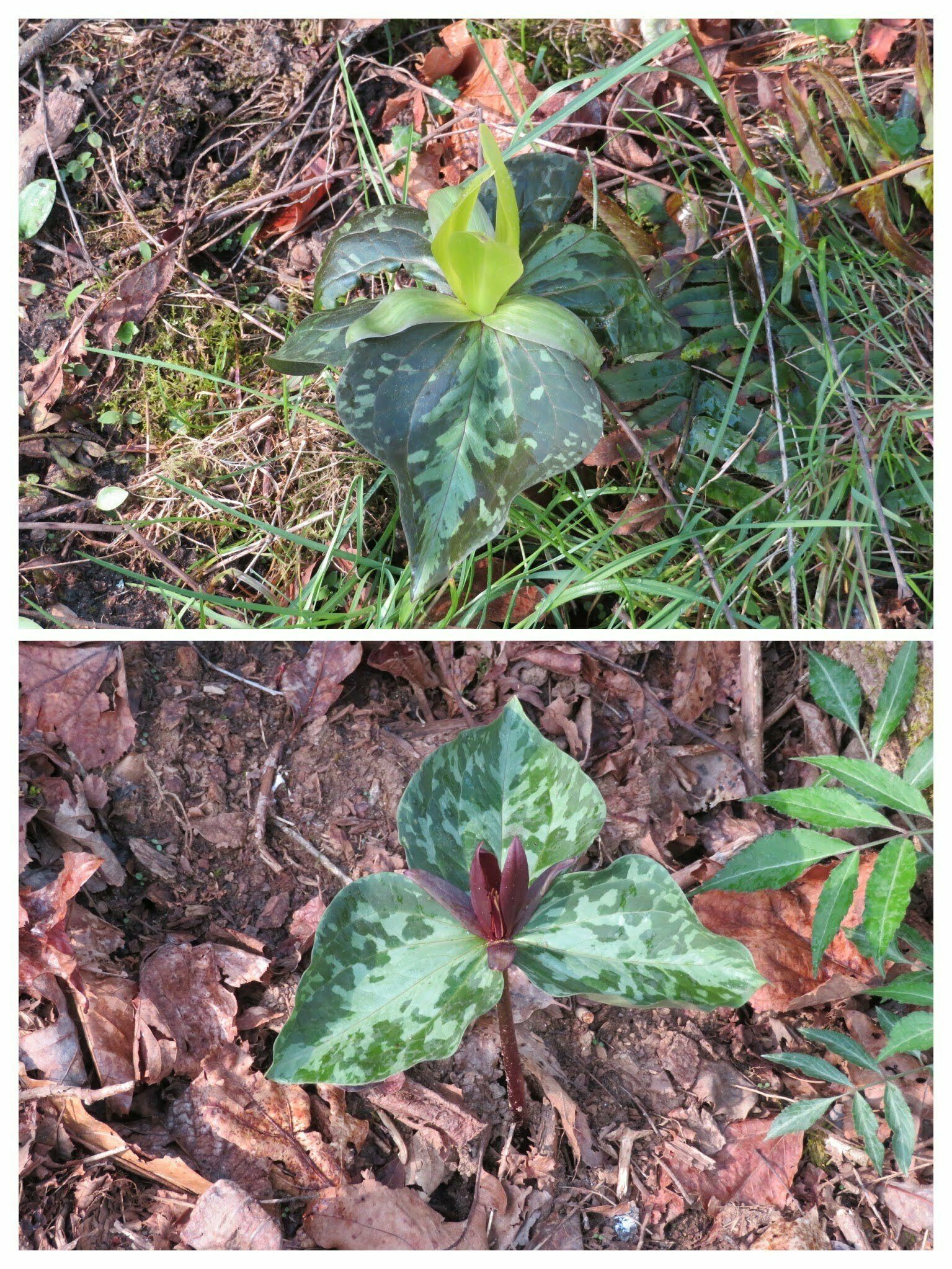 Red and Yellow Toadshade Trillium.