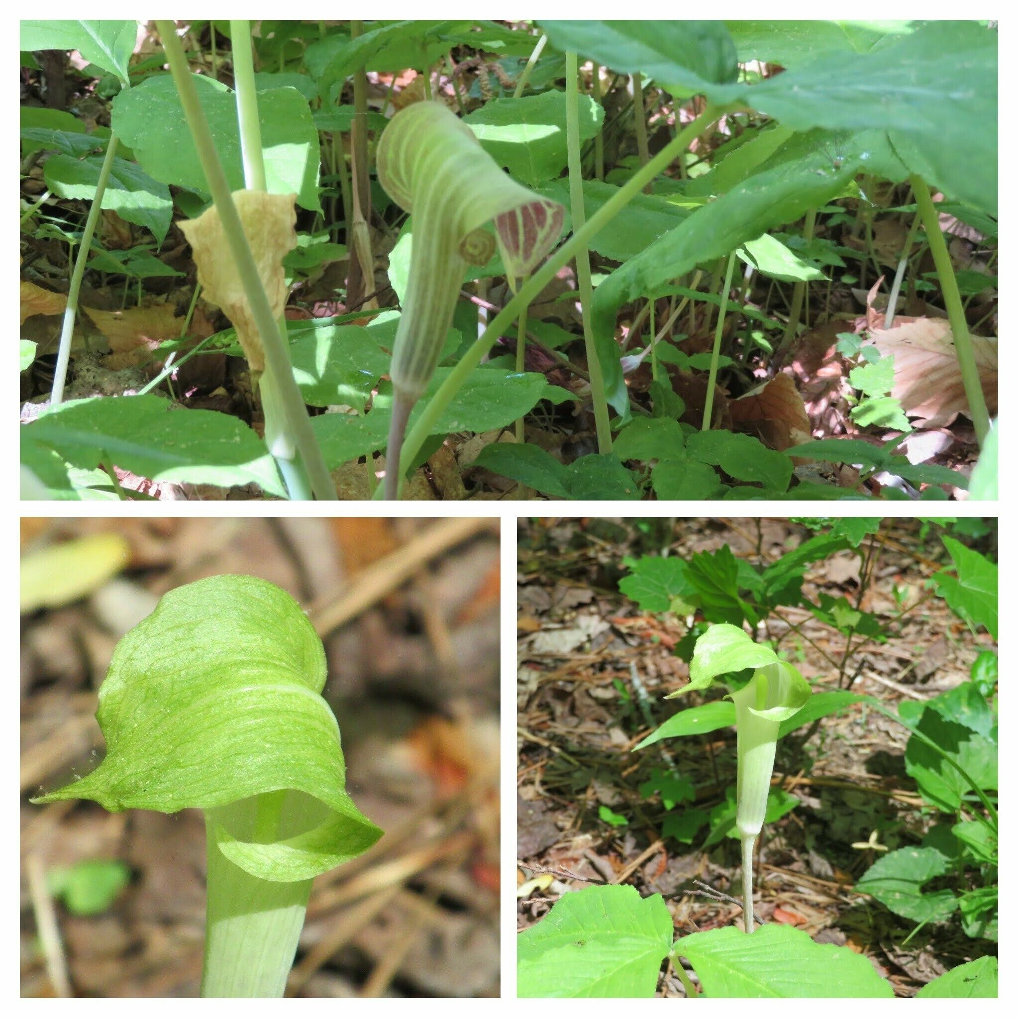 Several examples of Jack-in-the-pulpit (Arisaema triphyllum) seen.