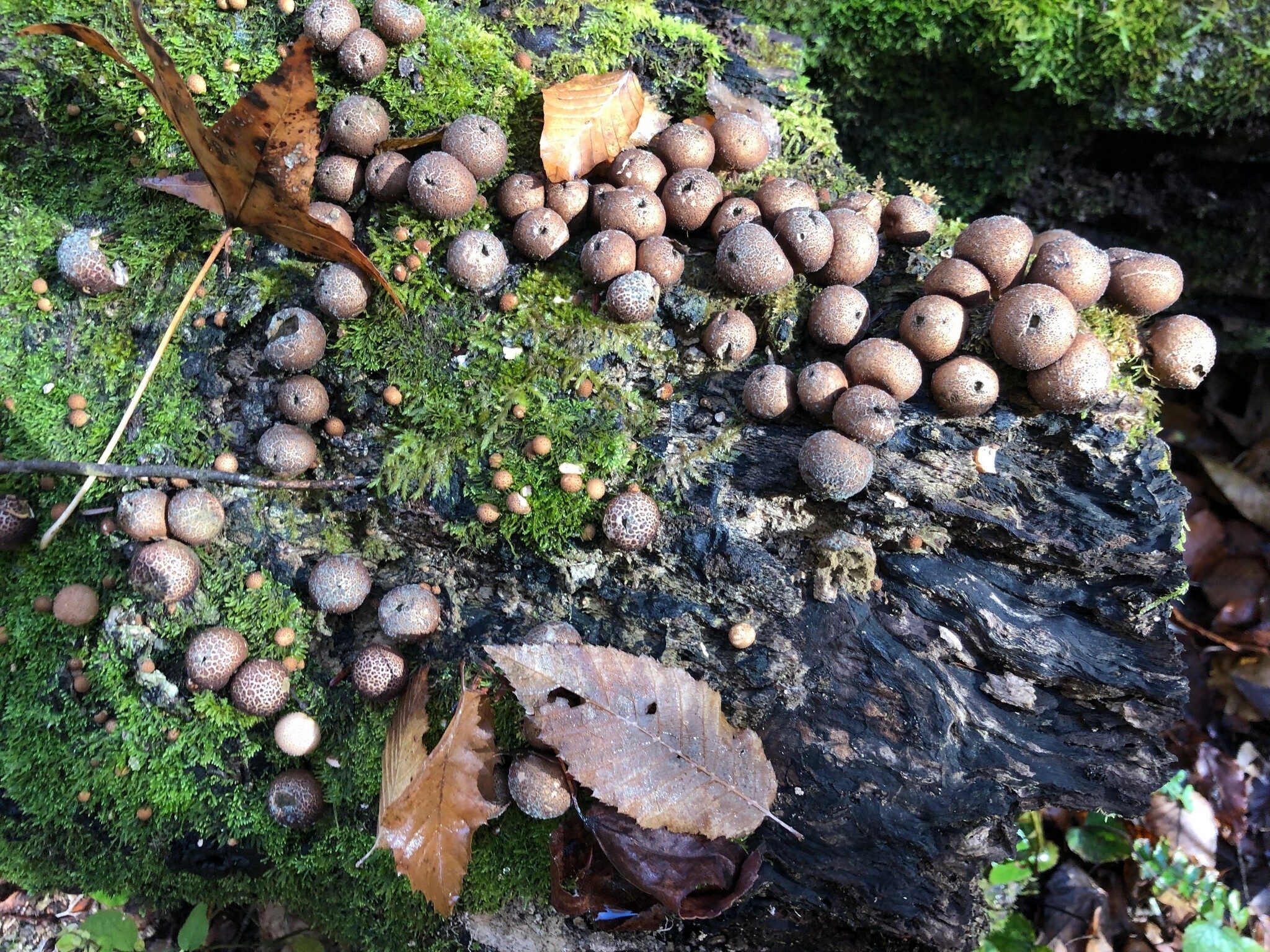 This "mushroom factory" was found on the way back from Opossum Creek Falls.