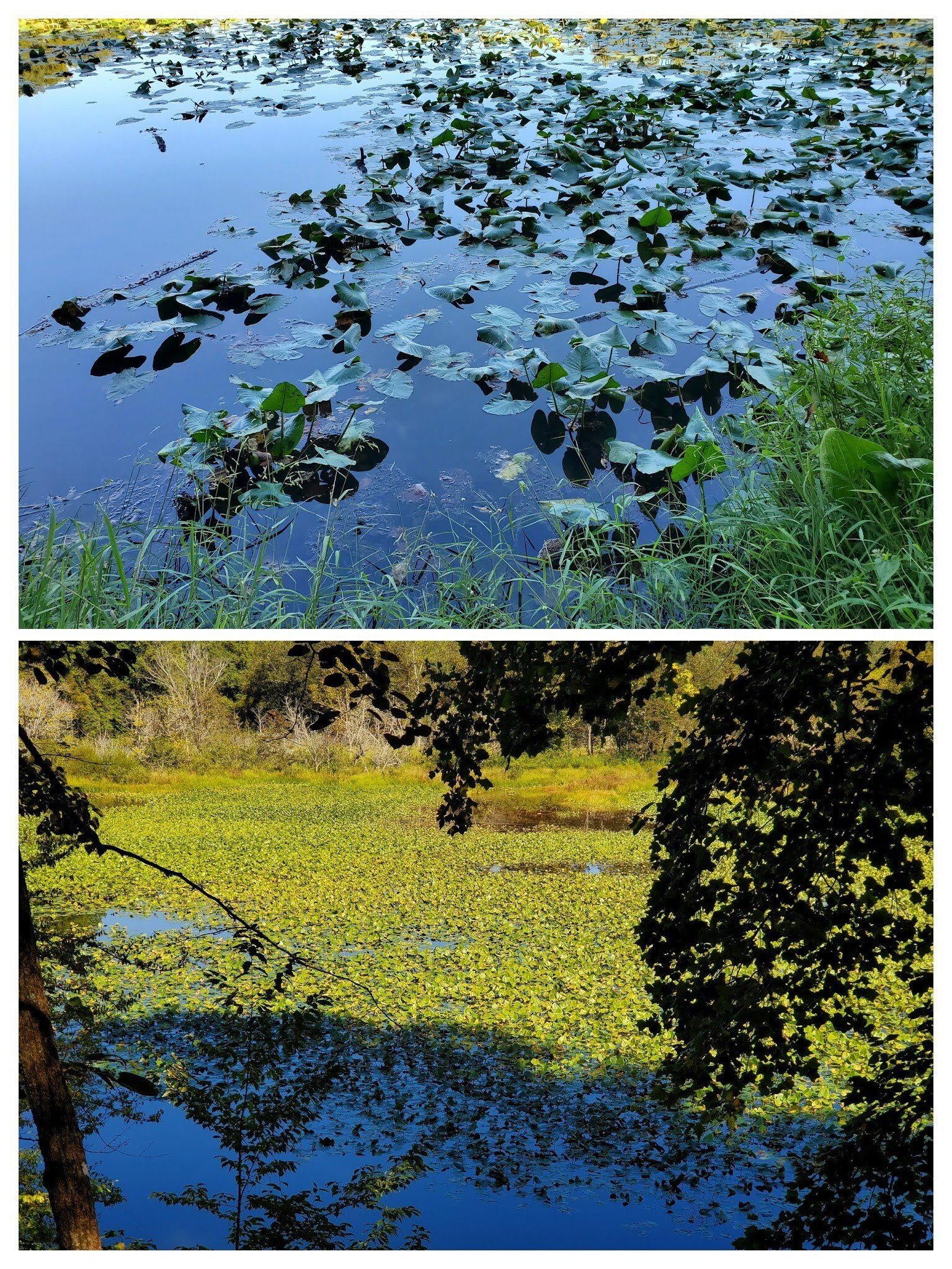Quite a large growth of some type of pond lily in the northern end of Issaqueena Lake.