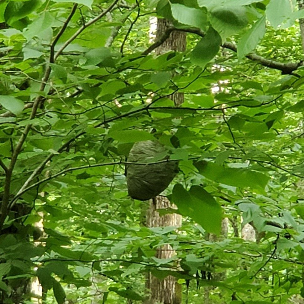 A hornet's nest spotted along the BMT