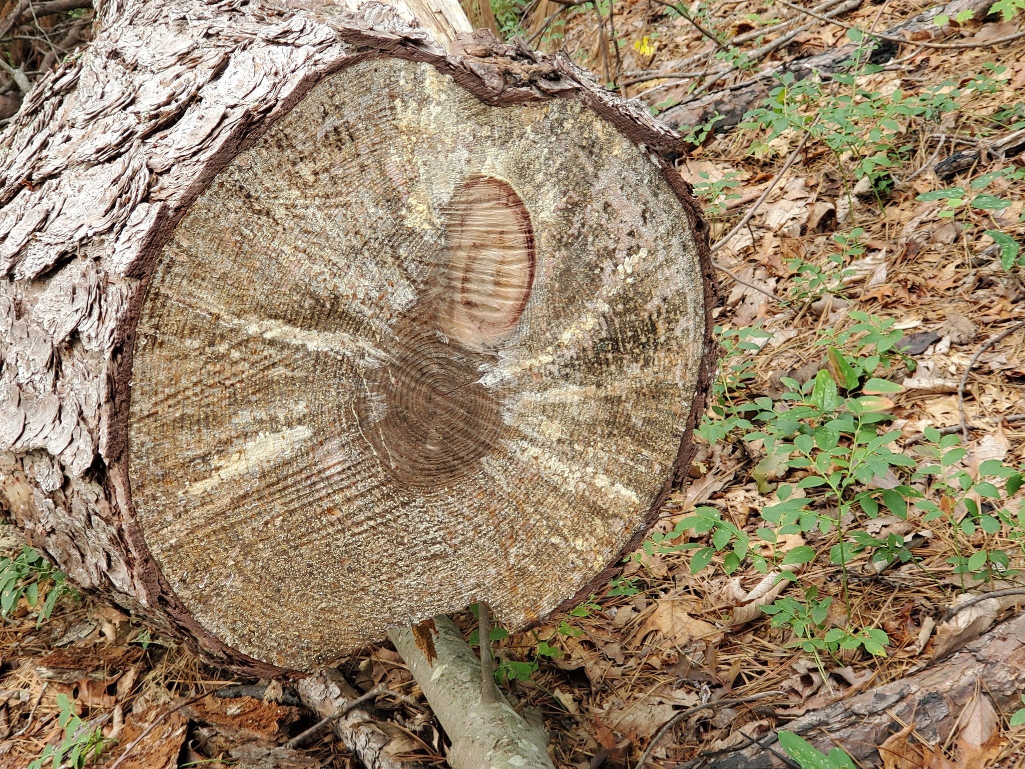 Can you see the image of a large spider in the end of this log?