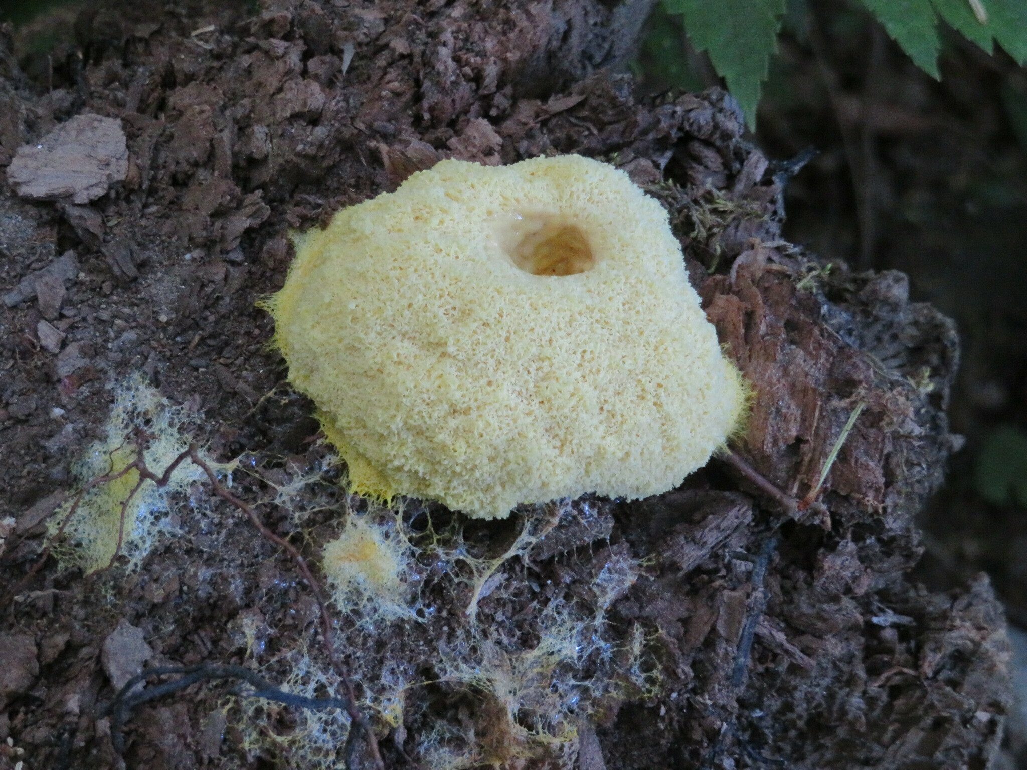 Strange fungus growing on a stump.
