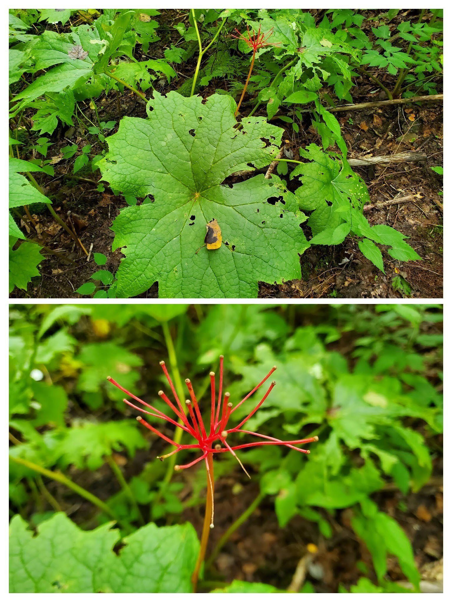 Colorful bloom stalk of the Umbrella Leaf.
