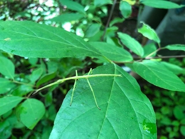 Oh, and here's the young Walking Stick!