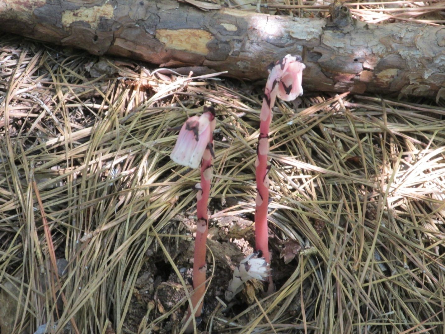 Ray is still surprised to see another cluster of Pinesap.
