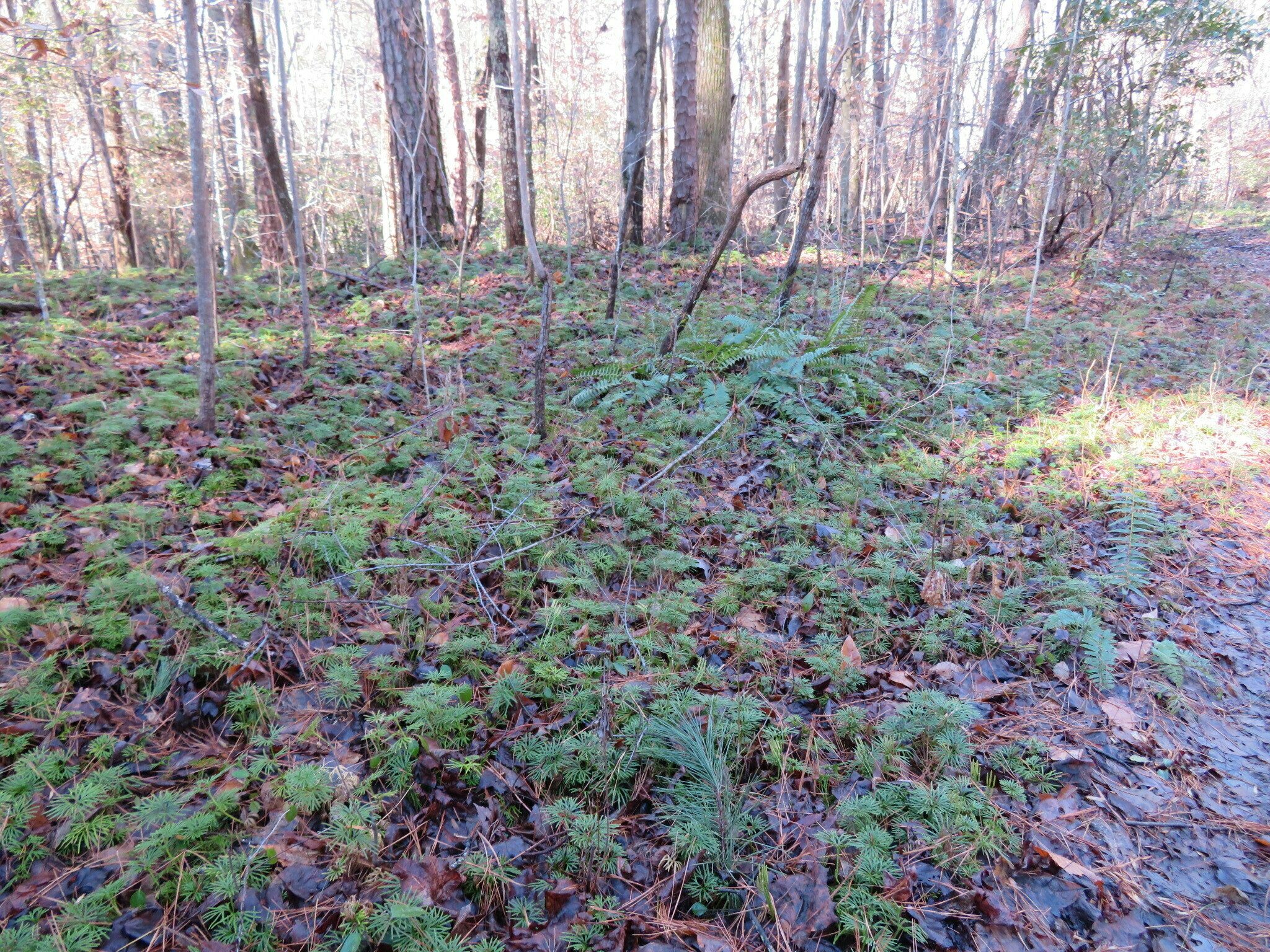A particularly large patch of ground cedar caught my eye.