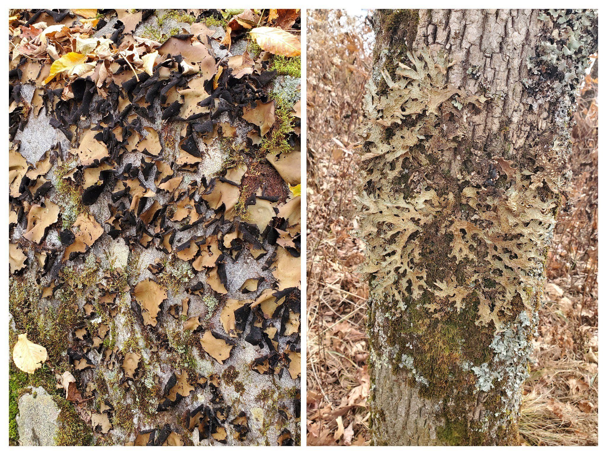 Some interesting plants seen today: L:Smooth Rock Tripe & R: Tree Lungwort