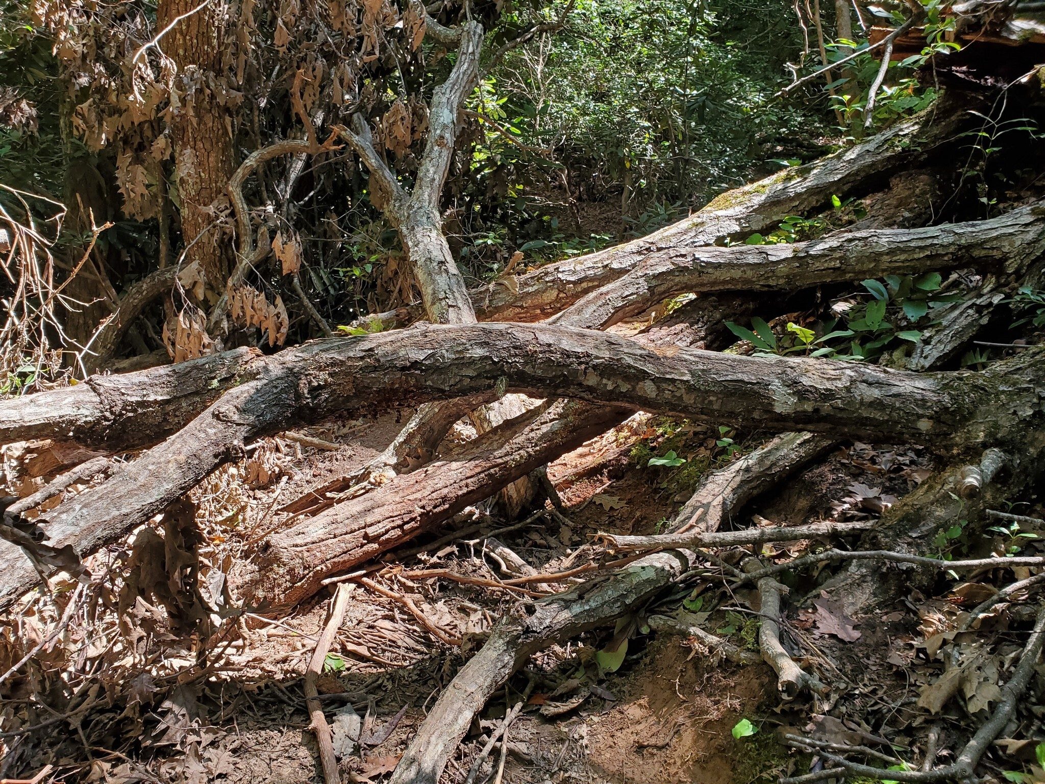 There were a few, but passable, trail obstructions today.