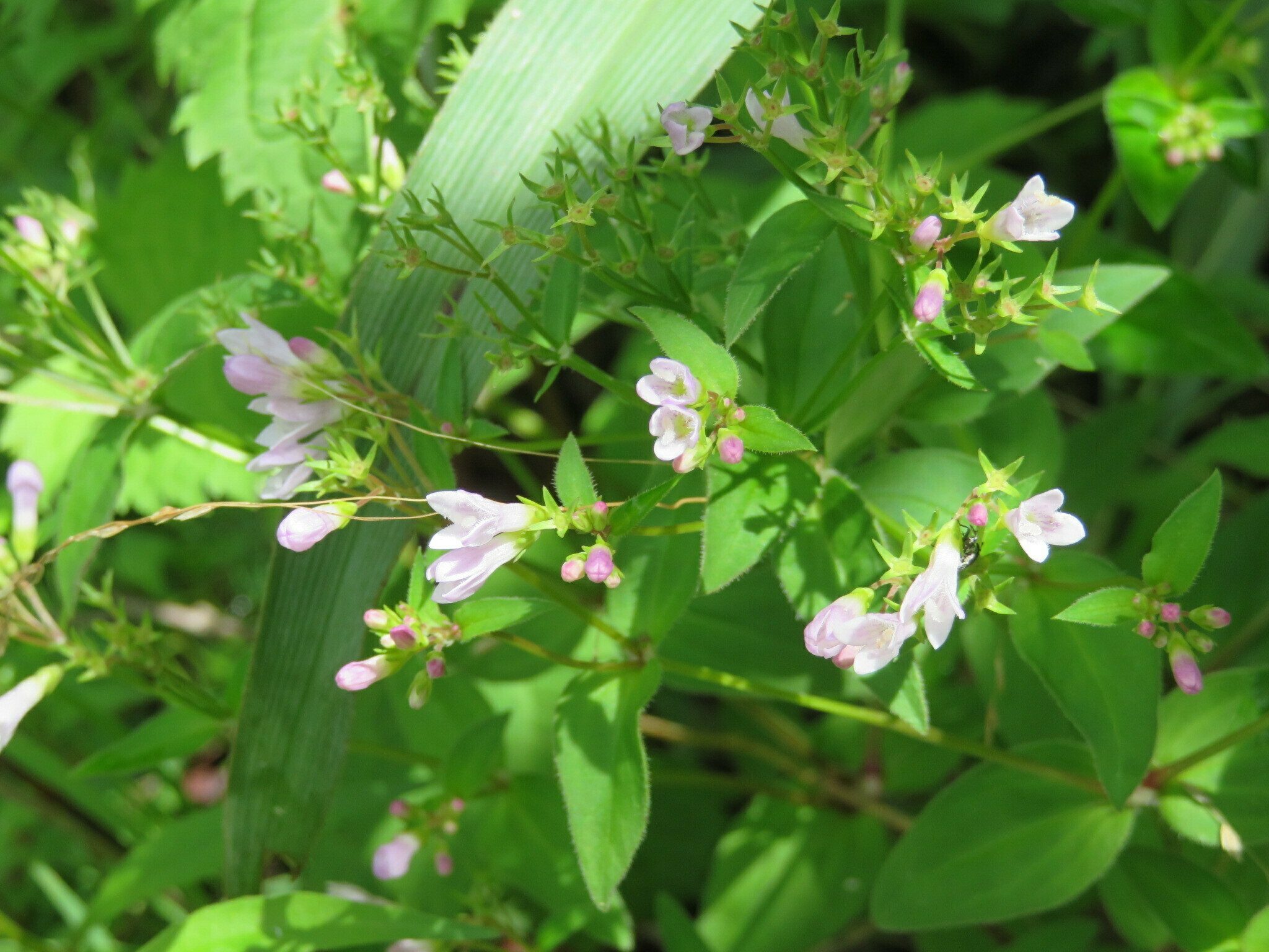 Lots of mystery plants today. #1 - Could it be Venus' pride?