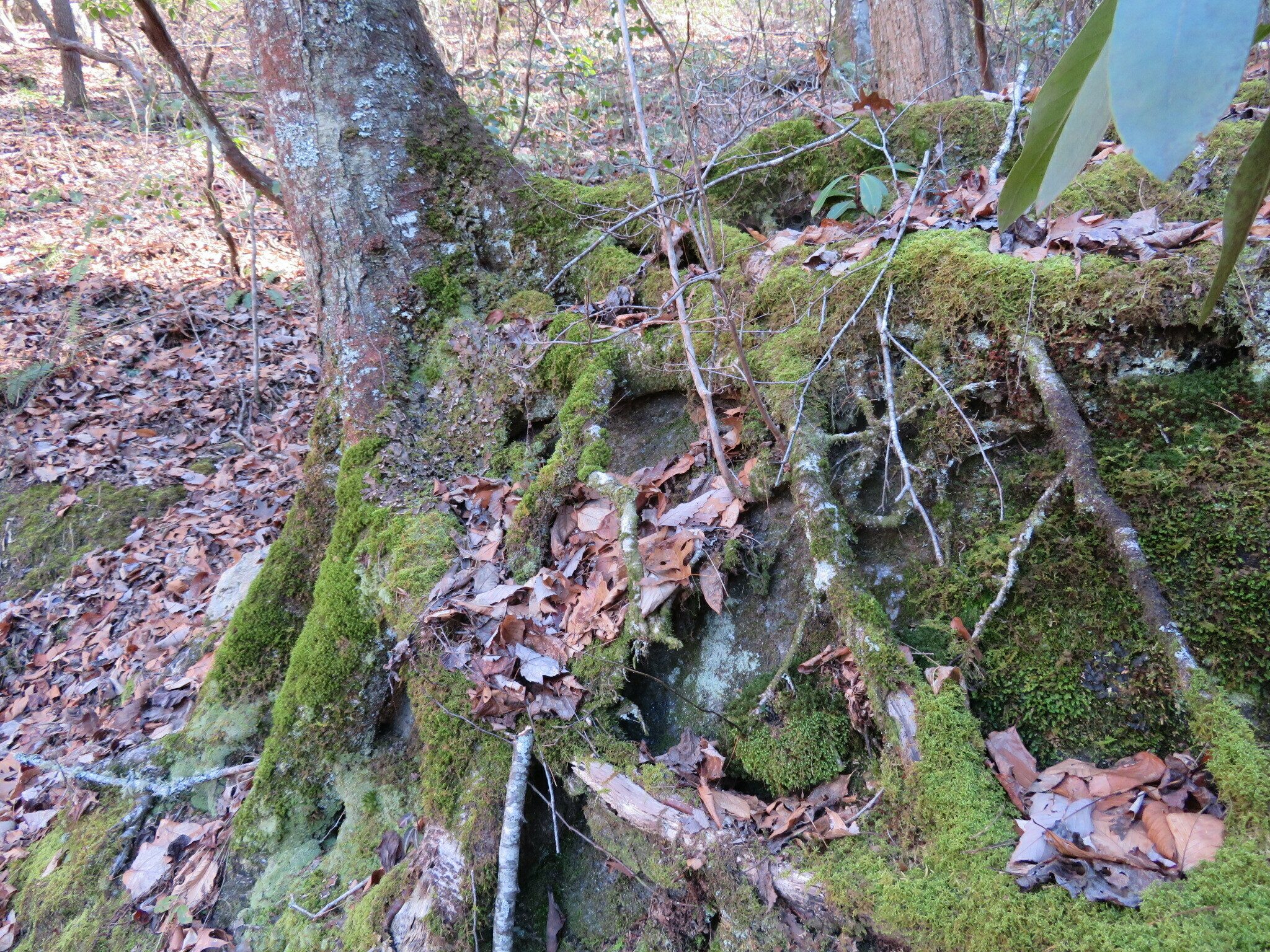 Another example of a tree adapting to its environment.
