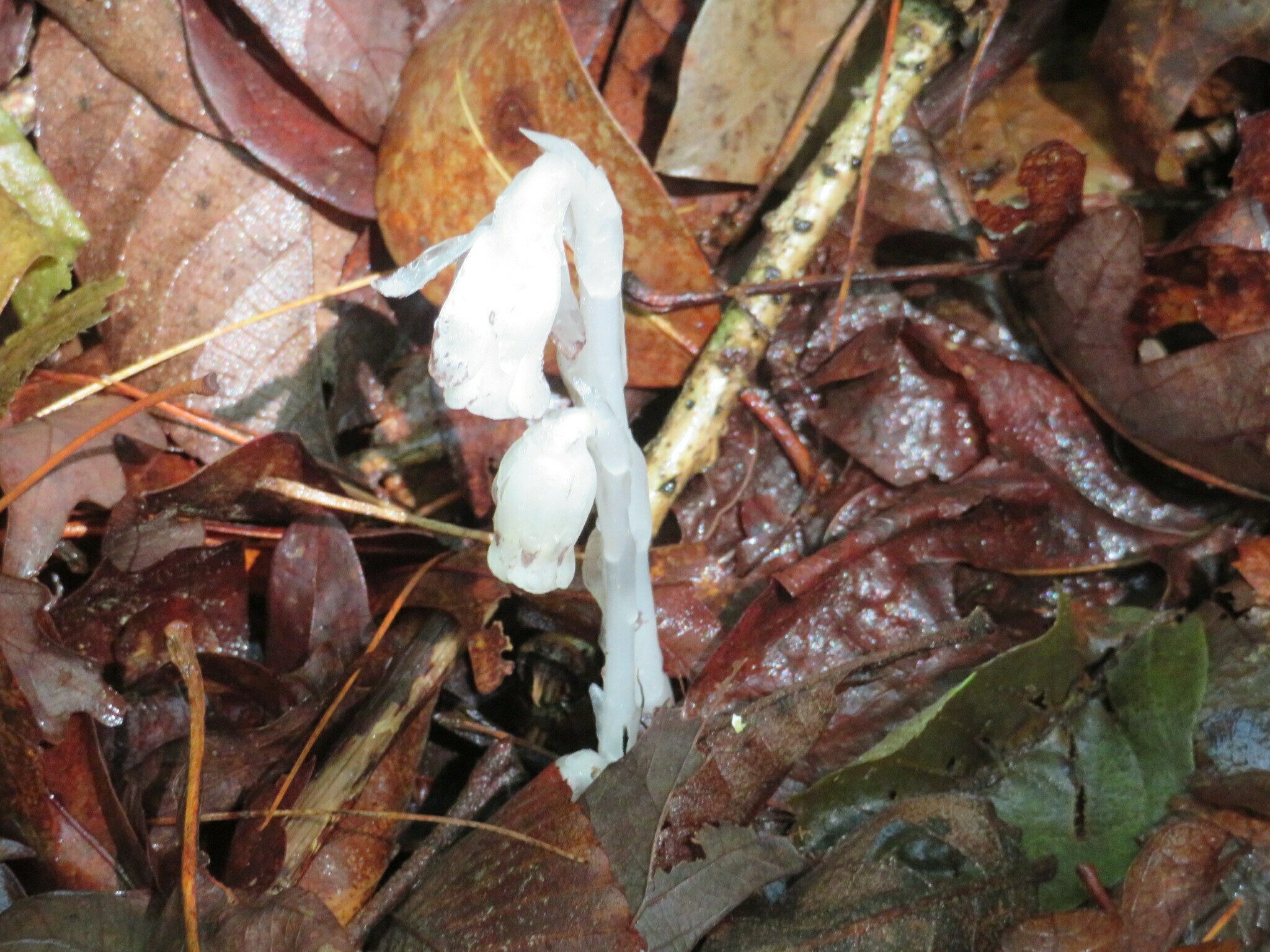 I forgot these Indian pipes are actually wildflowers, not some type of fungus.