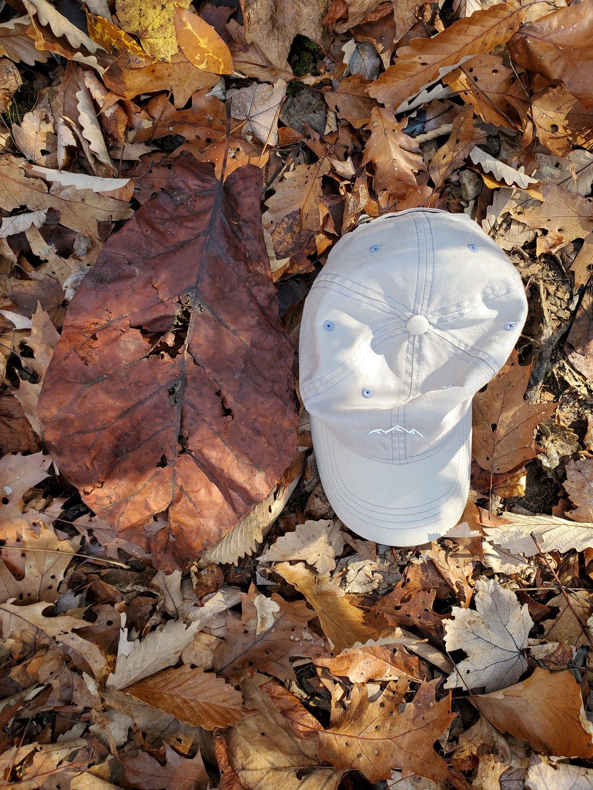 These Frazer Magnolia leaves won the largest leaf contest today.