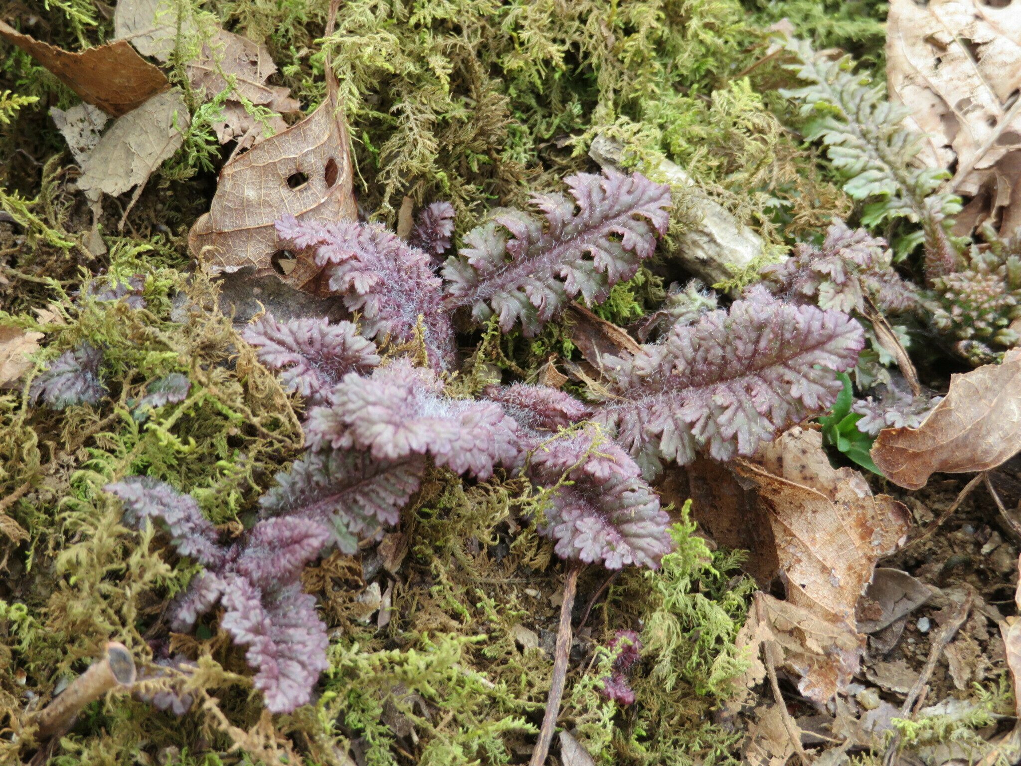 Just emerging wood betony (aka Canadian lousewort) with attractive purple, wooly leaves.