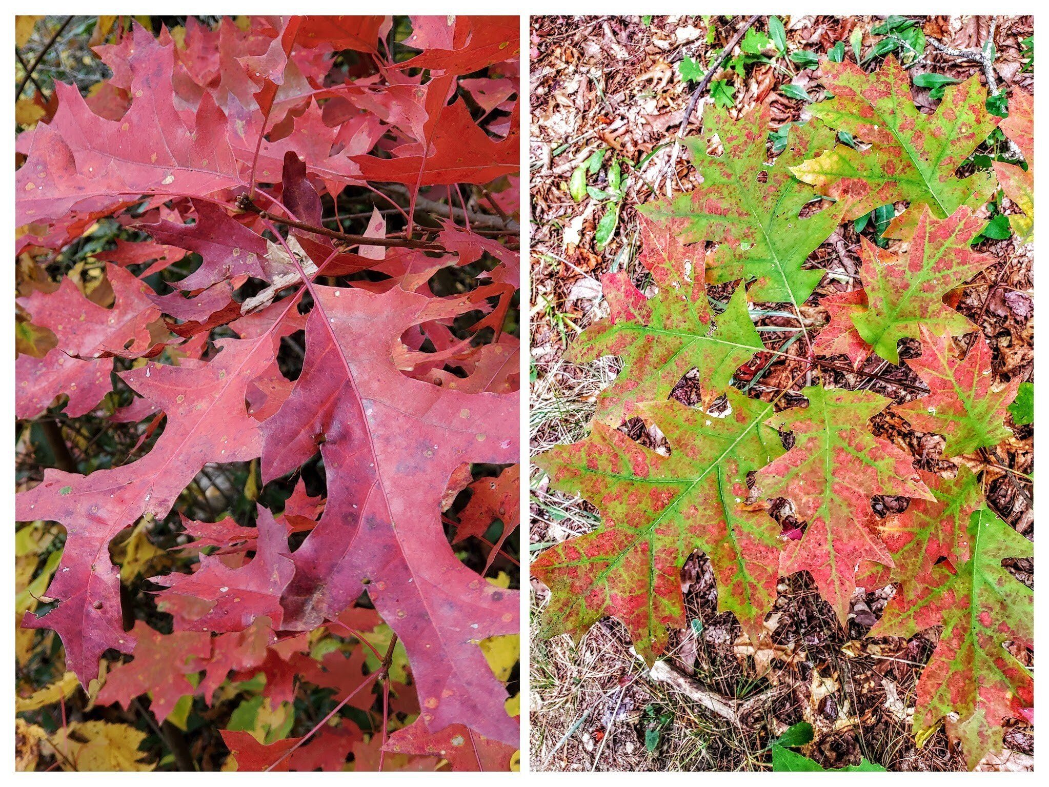 But there were some Red Oaks, too.