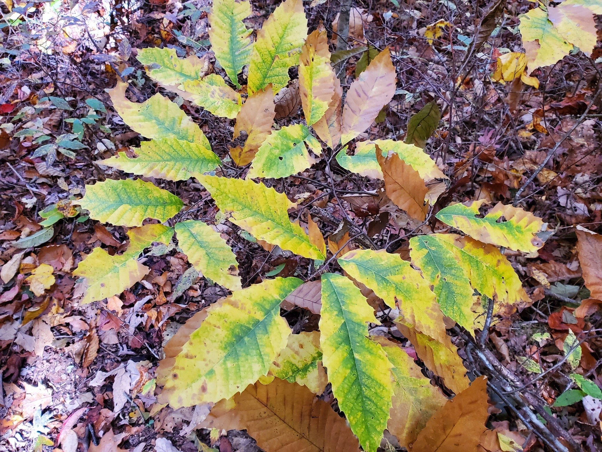 These young American Chestnut leaves caught my eye.