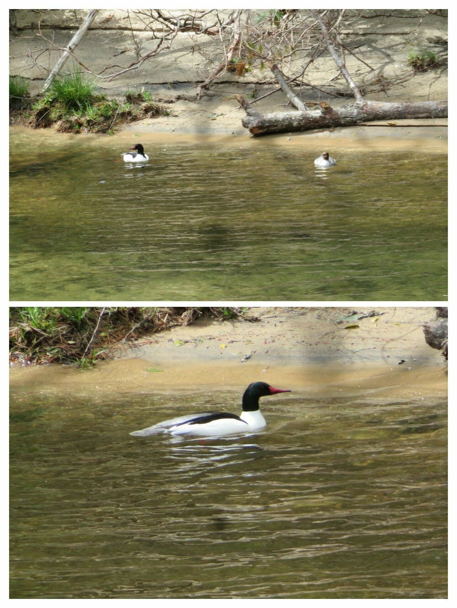 A couple of mating Common mergansers on the Chattooga.