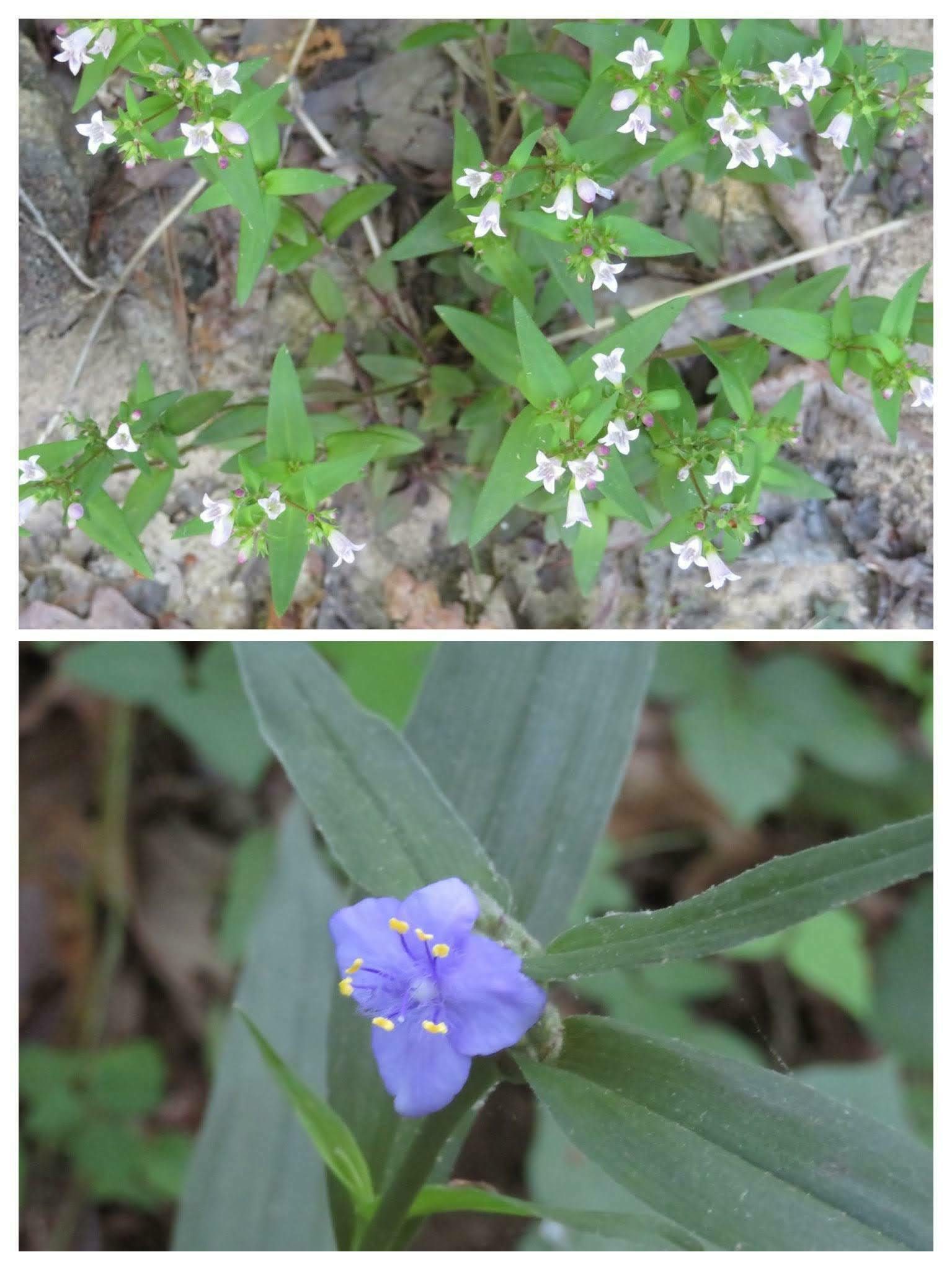 Woodland Bluet (Houstonia lanceolata) top & Spiderwort (Tradescantia subaspera) bottom.