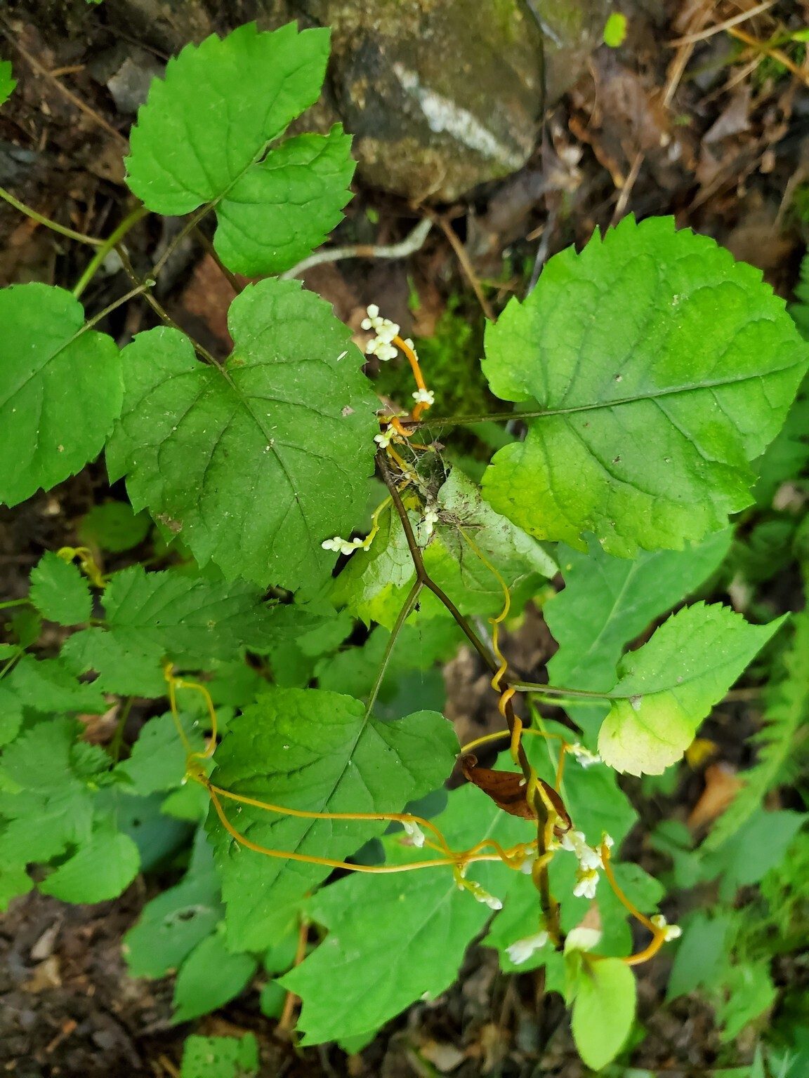 A young example of Dodder.