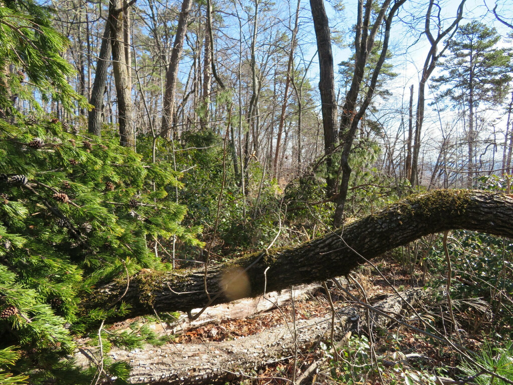 Just one of a few trail obstructions.