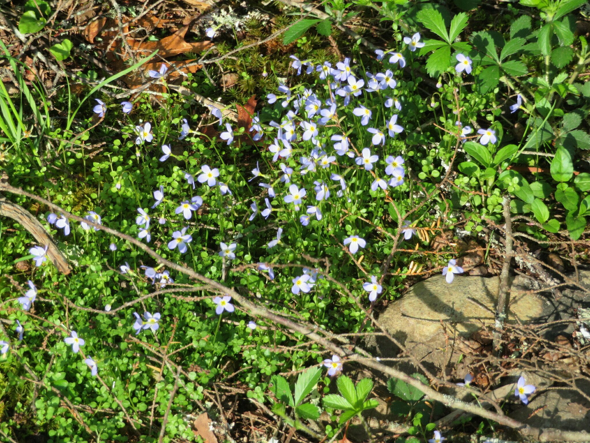 Bluet (Houstonia serpyllifolia)